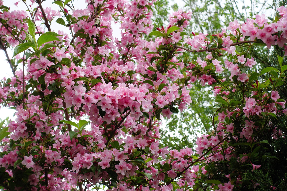 50 OLD FASHIONED WEIGELA Florida Bush Shrub Flower Seeds