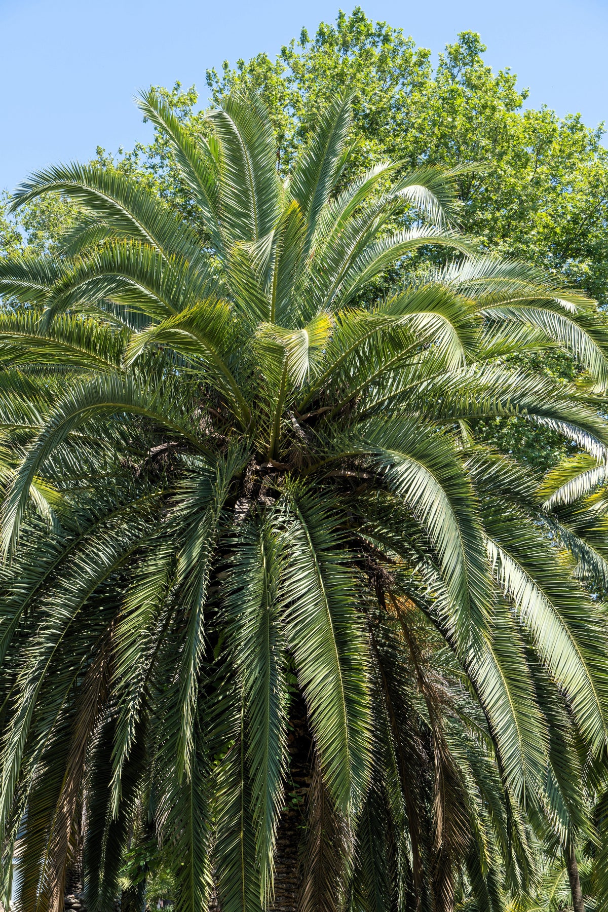 10 COCO PALM Jelly Palm Pindo Butia Capitata Edible Fruit Tree Houseplant Seeds