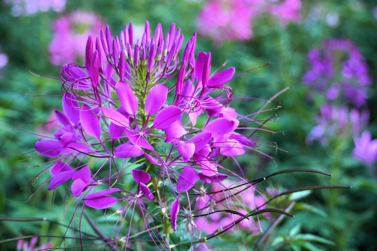 100 VIOLET QUEEN CLEOME Hassleriana Cleome Spinosa Purple Spider Flower Seeds
