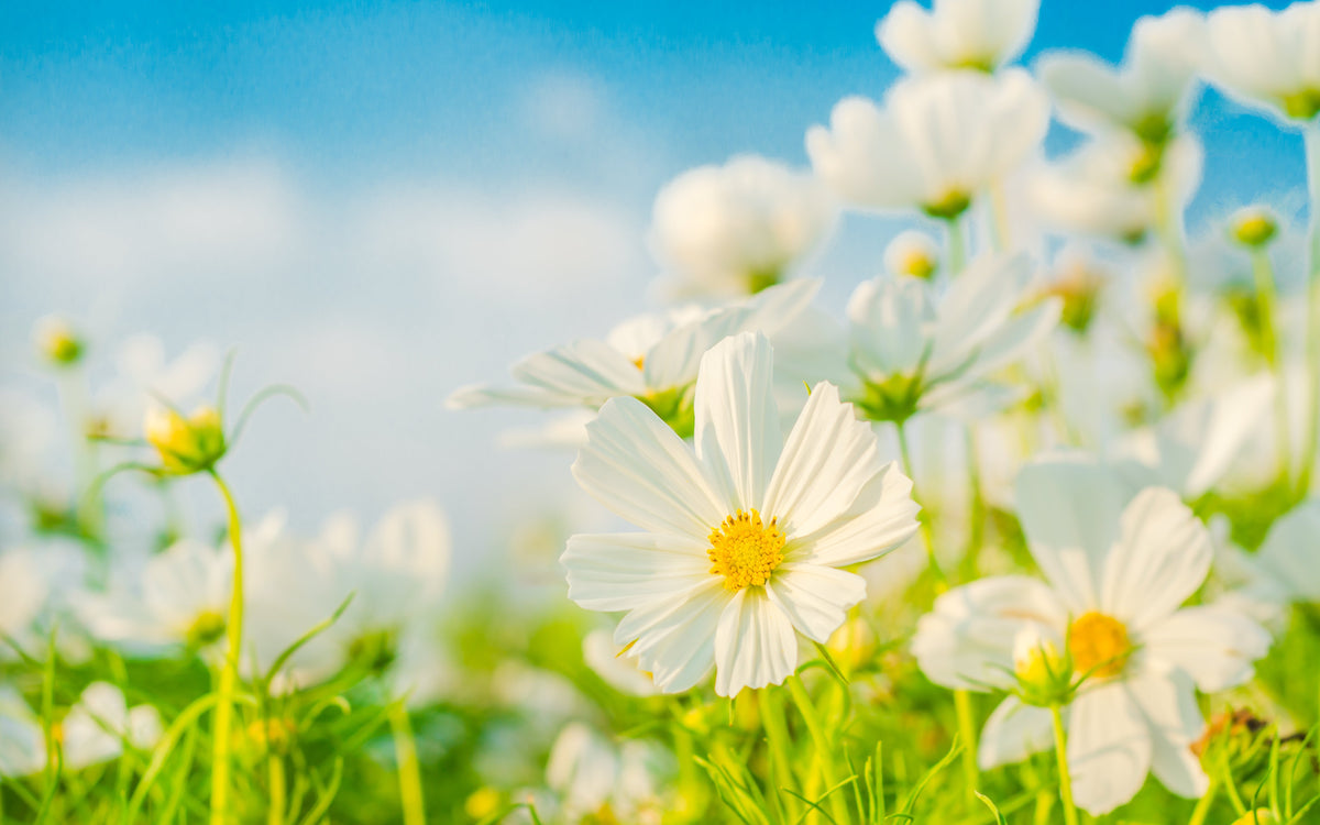 350 PURITY WHITE COSMOS Cosmos Bipinnatus Flower Seeds