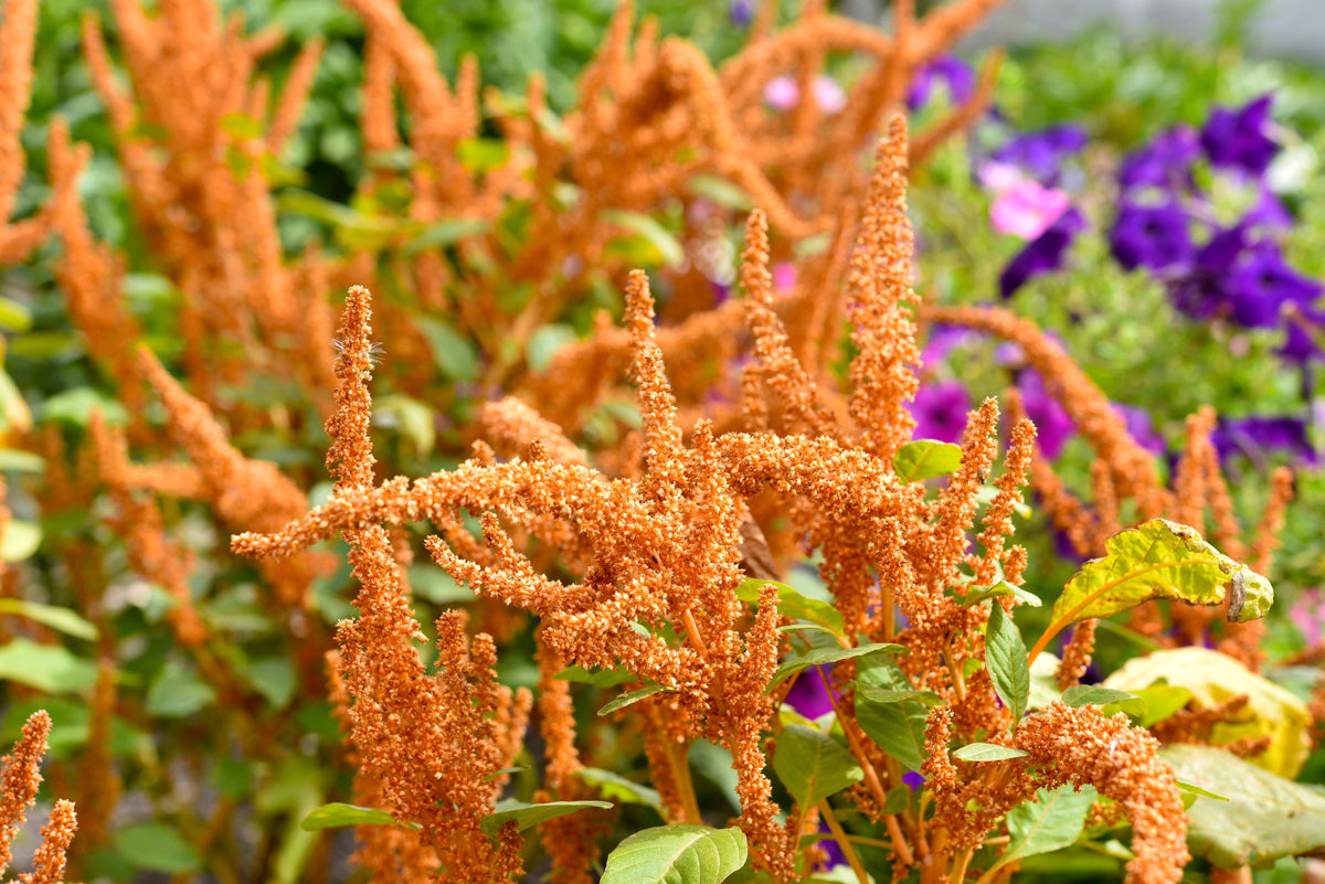 100 Pastel AUTUMNS TOUCH AMARANTHUS Cruentus Bronze Coral Apricot Flower Seeds