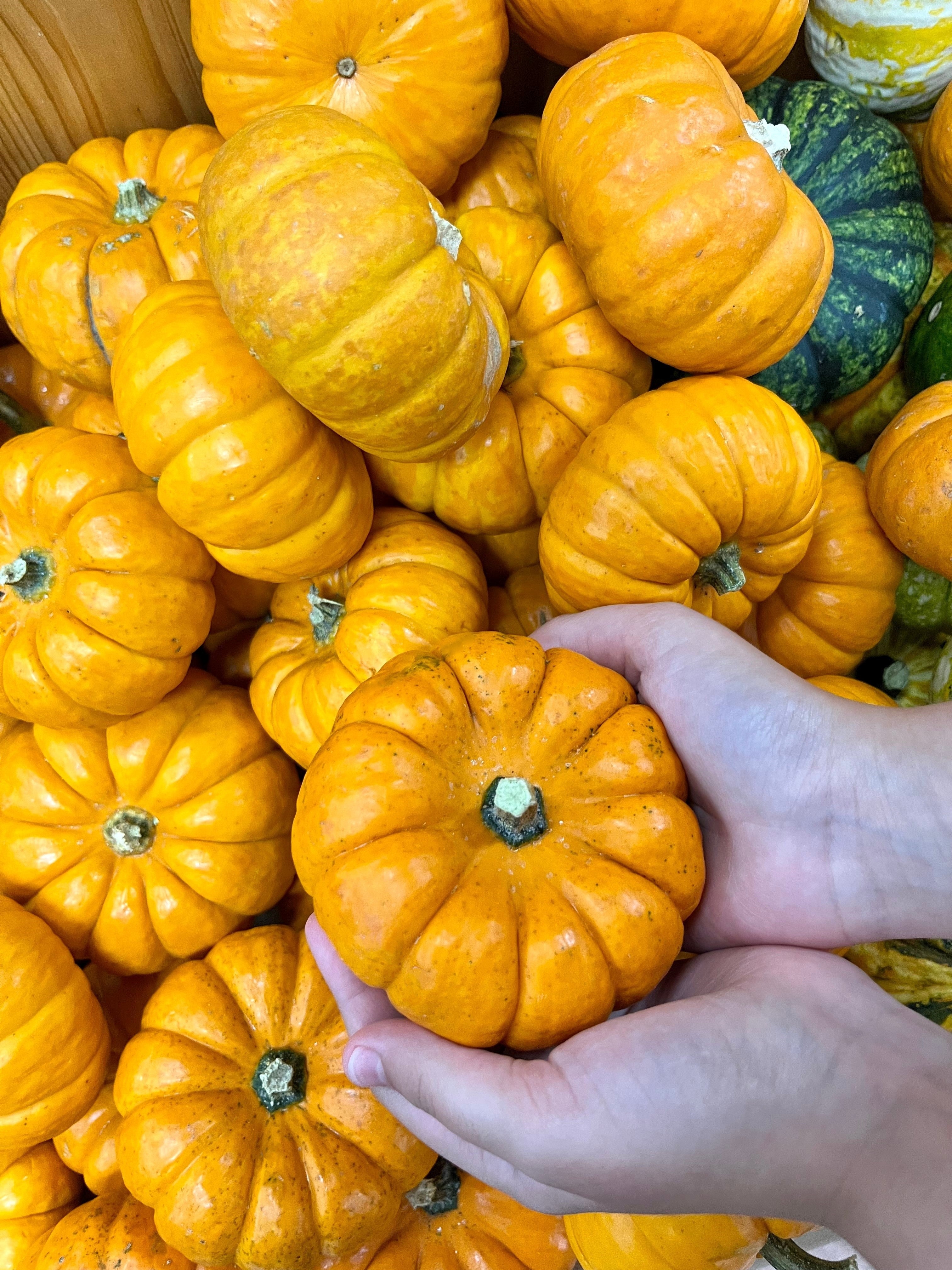 20 JACK Be LITTLE PUMPKIN Miniature Vegetable Cucurbita Pepo Seeds