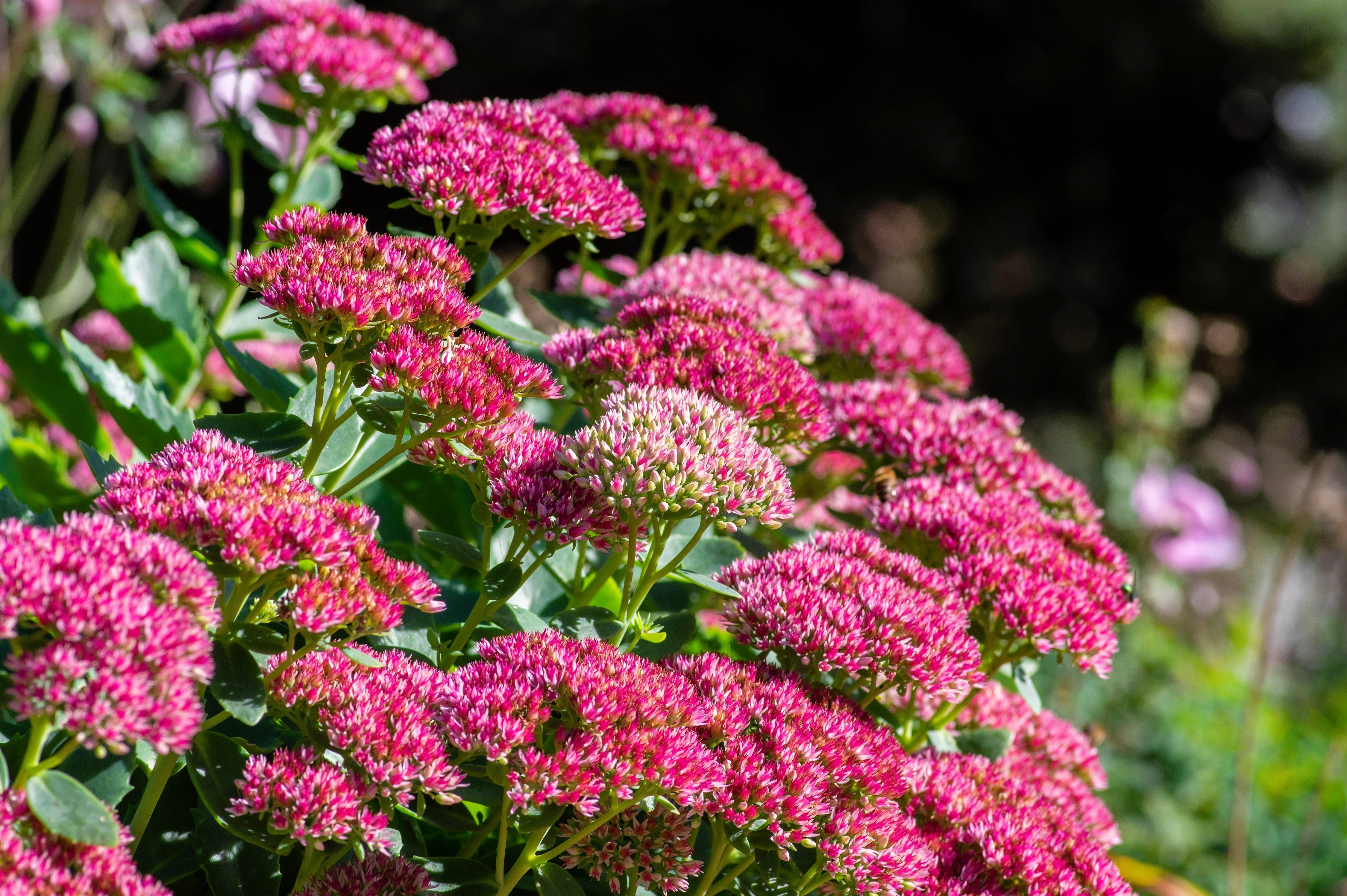 10 EMPEROR'S WAVE SEDUM Red Upright Telephium Succulent Stonecrop Flower Hylotelephium Seeds