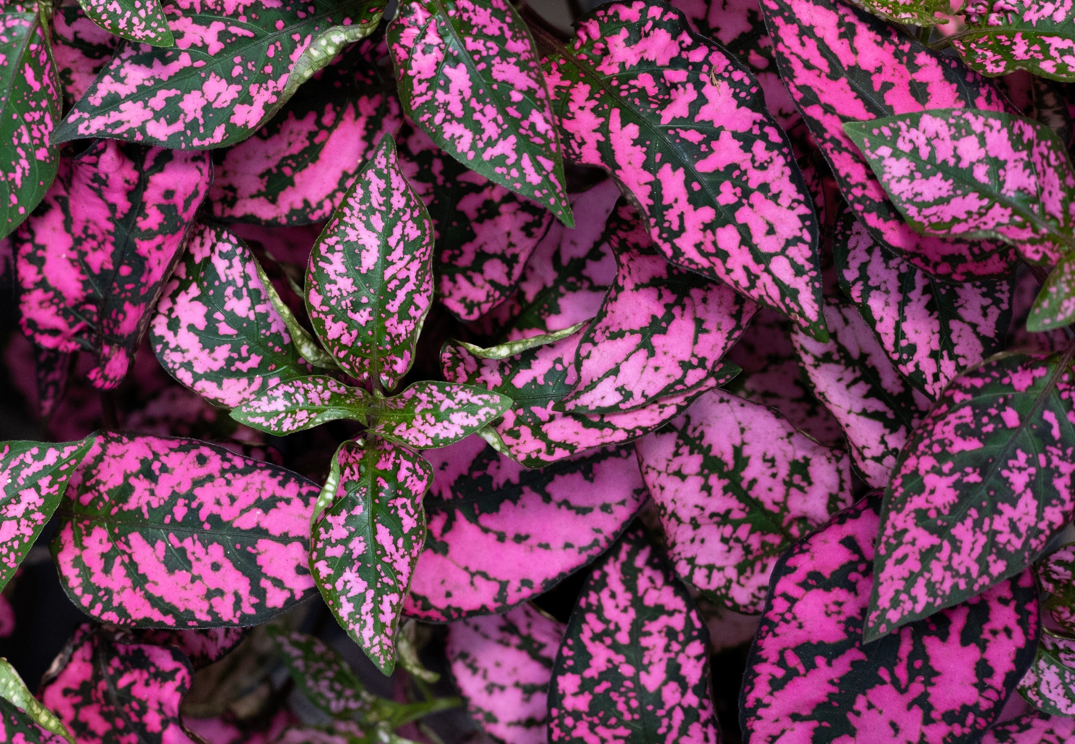 10 Dwarf ROSE Pink POLKA DOT PLANT Splash Select Hypoestes Phyllostachya Flower Houseplant Seeds