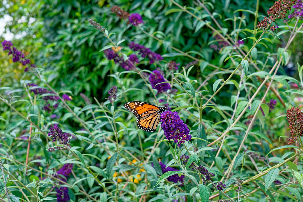 50 Dark PURPLE BUTTERFLY BUSH Buddleja Davidii Hummingbird Shrub Fragrant Flower Seeds