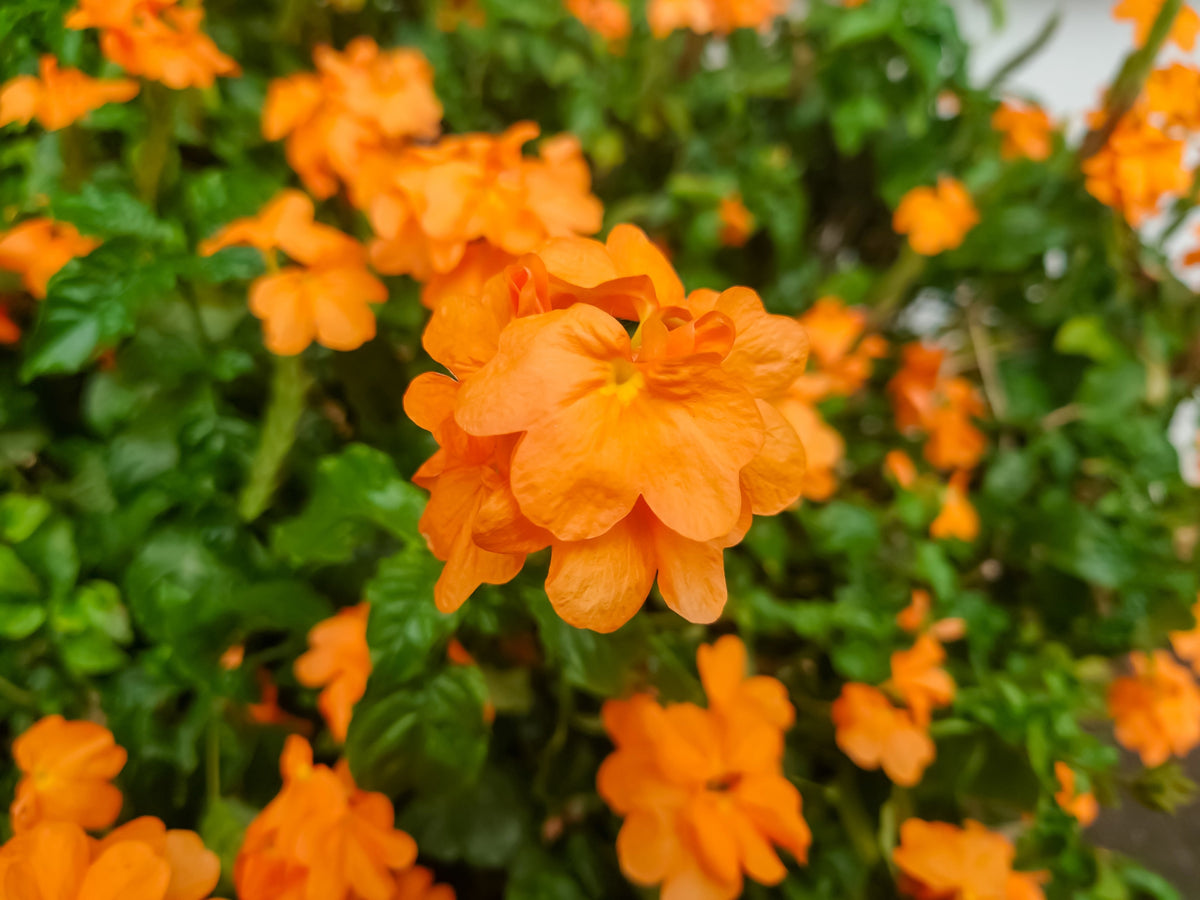 10 ORANGE MARMALADE CROSSANDRA Infundibuliformis Firecracker Flower Houseplant Seeds