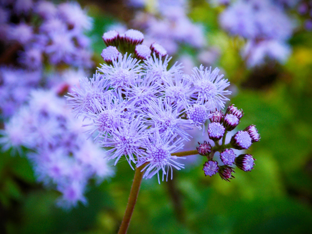 100 PURPLE MISTFLOWER (Hardy or Wild Ageratum) Eupatorium Coelestinum Blue Flower Seeds