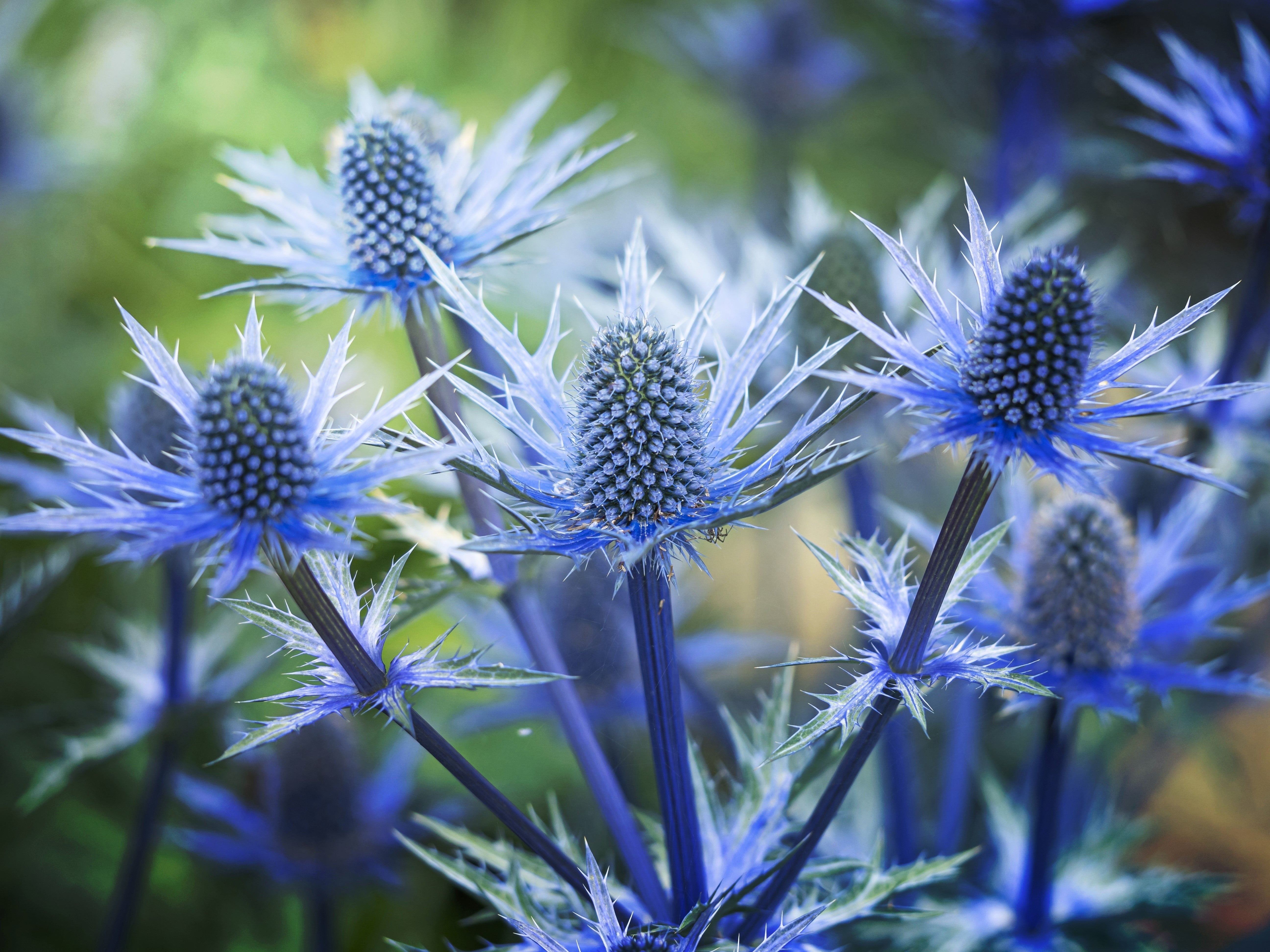 25 BLUE Star SEA HOLLY Eryngium Alpinum Flower Seeds