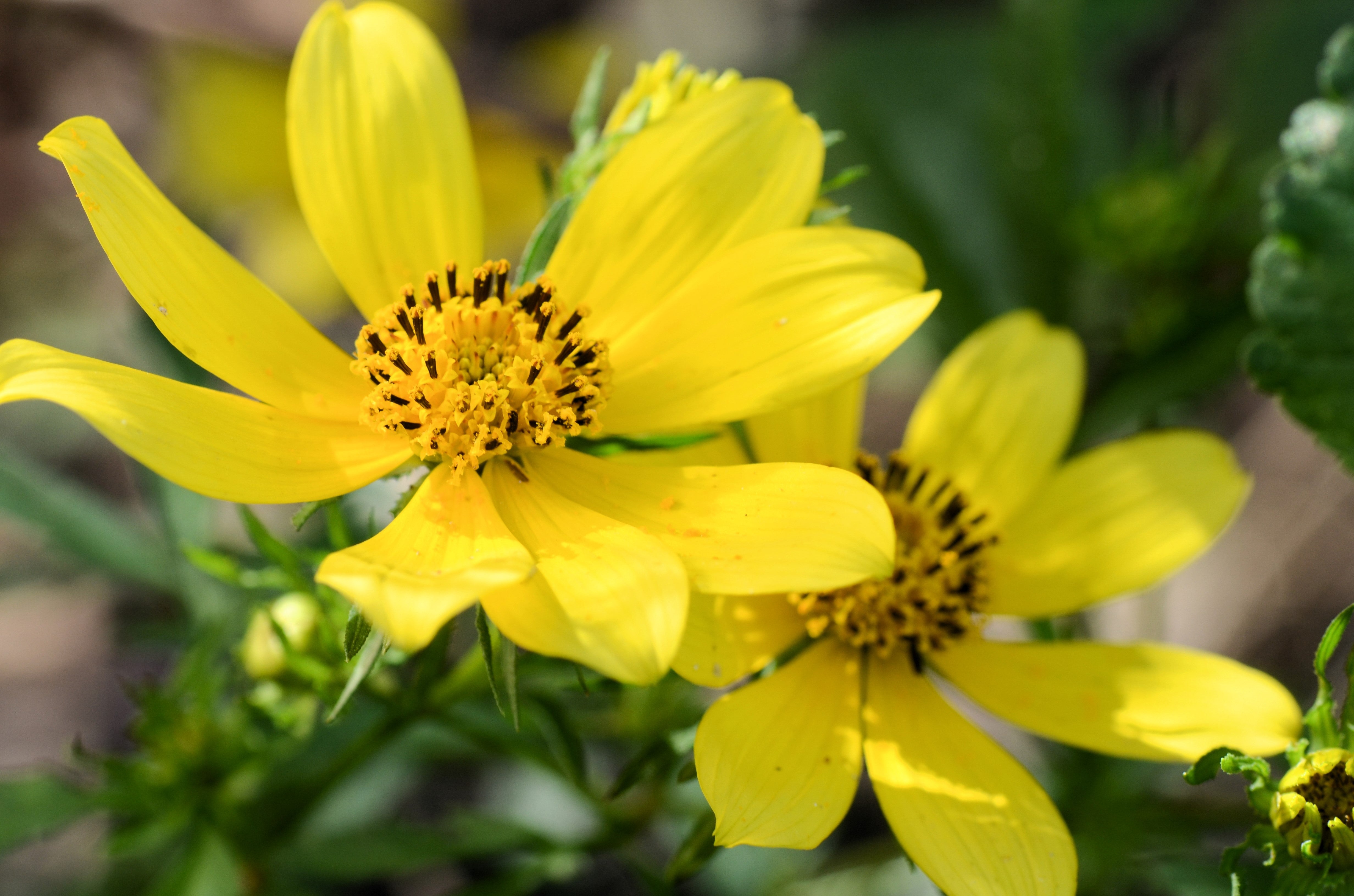 200 Yellow SWAMP MARIGOLD Bidens Aristosa Mutica Flower Seeds