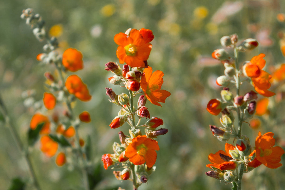 20 Apricot DESERT GLOBEMALLOW Mallow Sphaeralcea Ambigua Flower Seeds