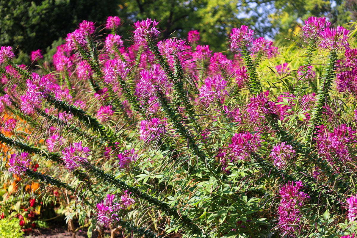 200 MAUVE QUEEN CLEOME Spinosa Hassleriana Purple Pink Spider Flower Seeds