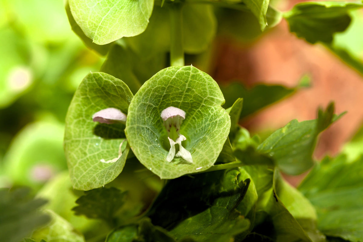150 BELLS OF IRELAND ( Lady In The Bathtub / Shell Flower ) Moluccella Laevis Green Flower Seeds