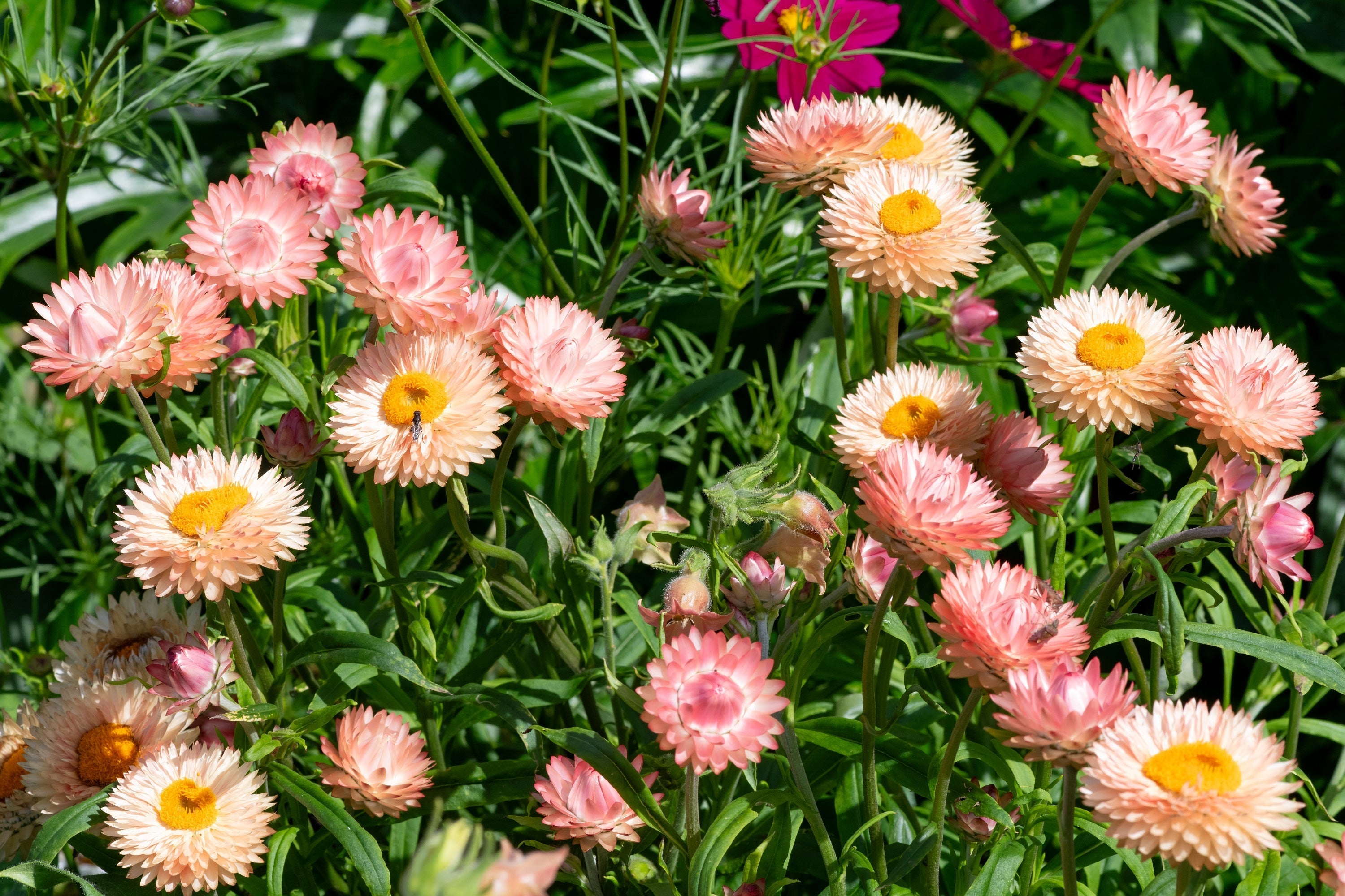 100 APRICOT & PEACH STRAWFLOWER Organic Mix Coral Paper Daisy Helichrysum Bracteatum Flower Seeds