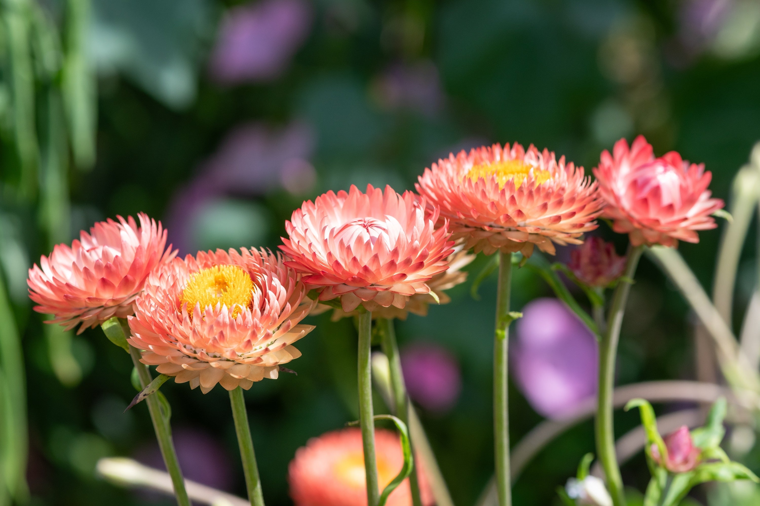 100 APRICOT & PEACH STRAWFLOWER Organic Mix Coral Paper Daisy Helichrysum Bracteatum Flower Seeds