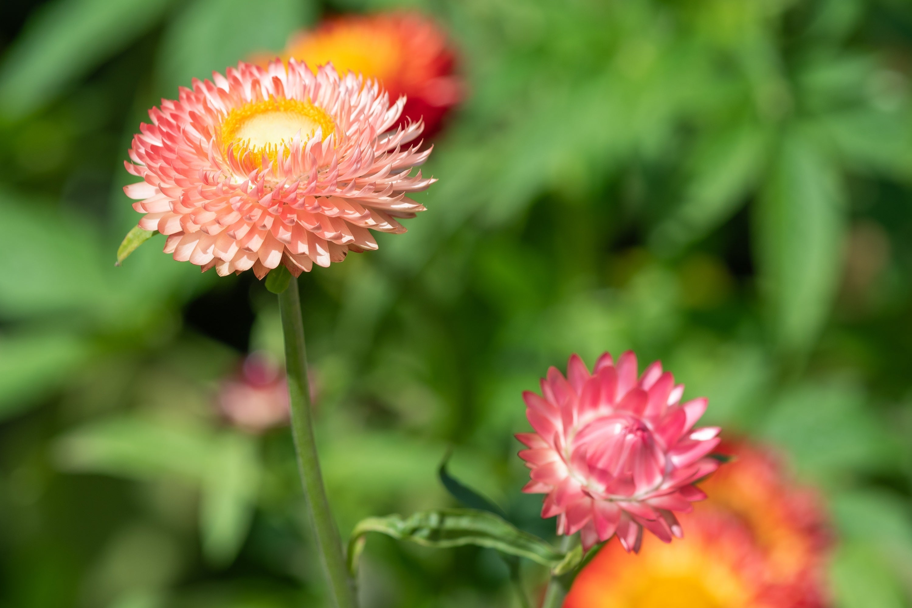100 APRICOT & PEACH STRAWFLOWER Organic Mix Coral Paper Daisy Helichrysum Bracteatum Flower Seeds