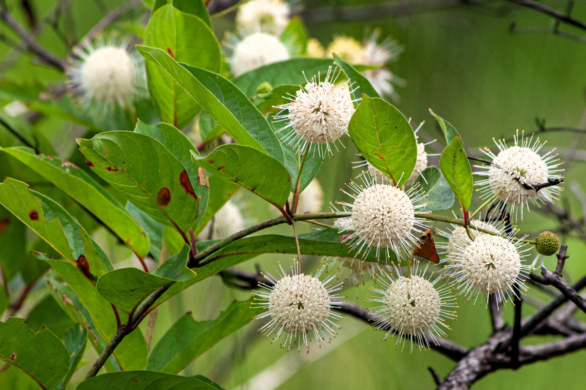 50 BUTTONBUSH / HONEYBALL Cephalanthus Occidentalis White Hummingbird Flower Bush Shrub Seeds