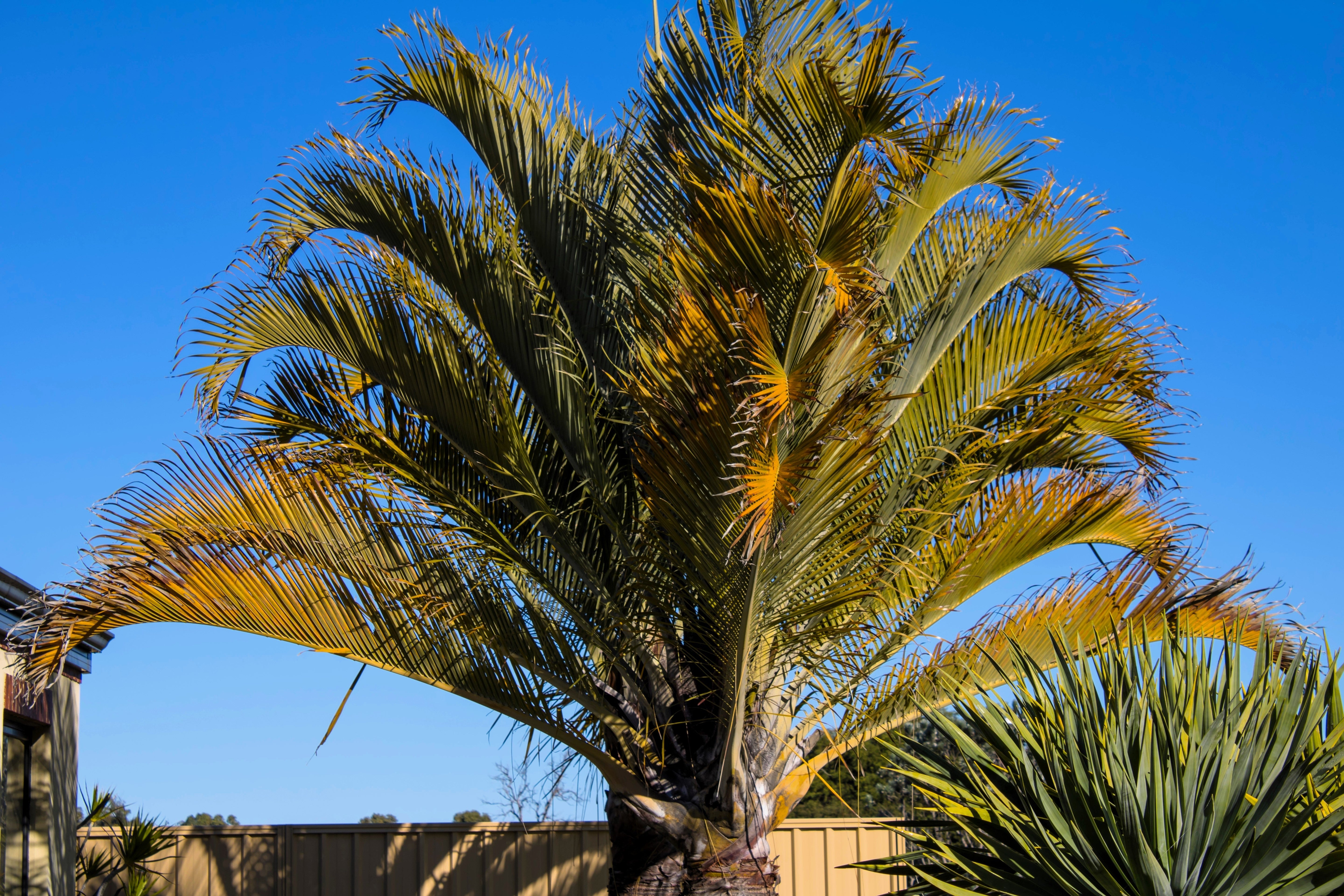 10 TRIANGLE PALM TREE Dypsis Decaryi Rare Tropical from Madagascar Seeds