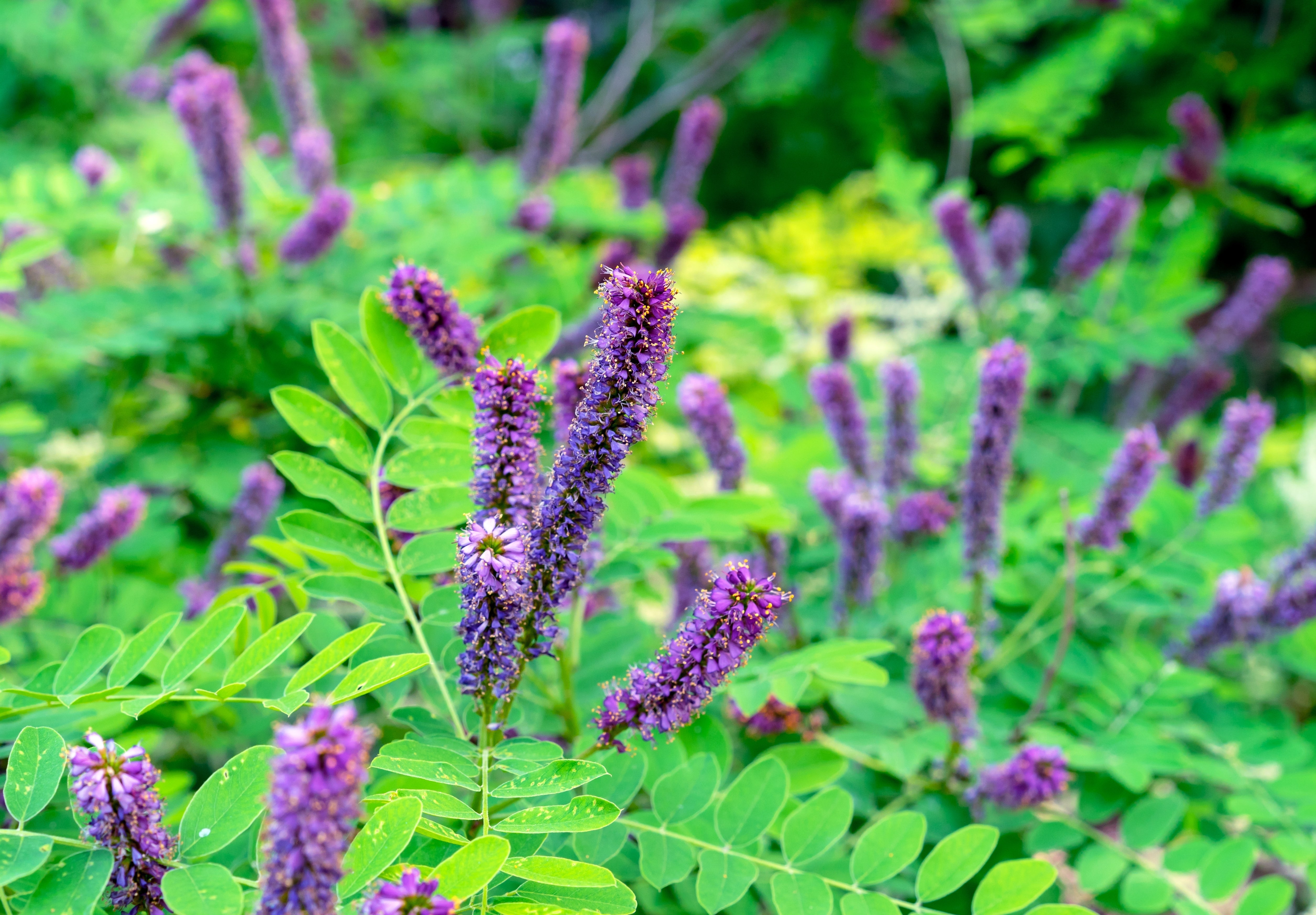 50 FRAGRANT FALSE INDIGO (Dwarf Wild Indigo) Amorpha Nana Flower Seeds