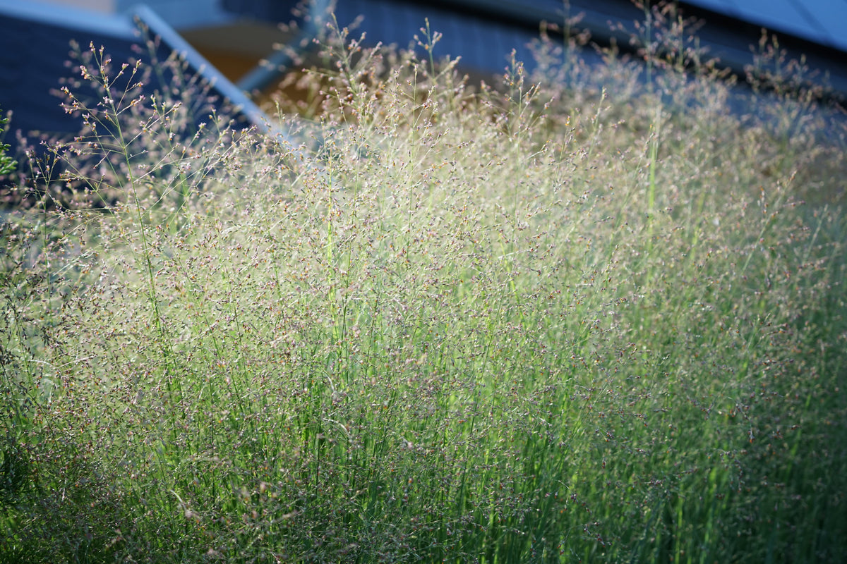1000 SWITCHGRASS Tall Panic Switch Grass Panicum Virgatum Red Flower Seeds