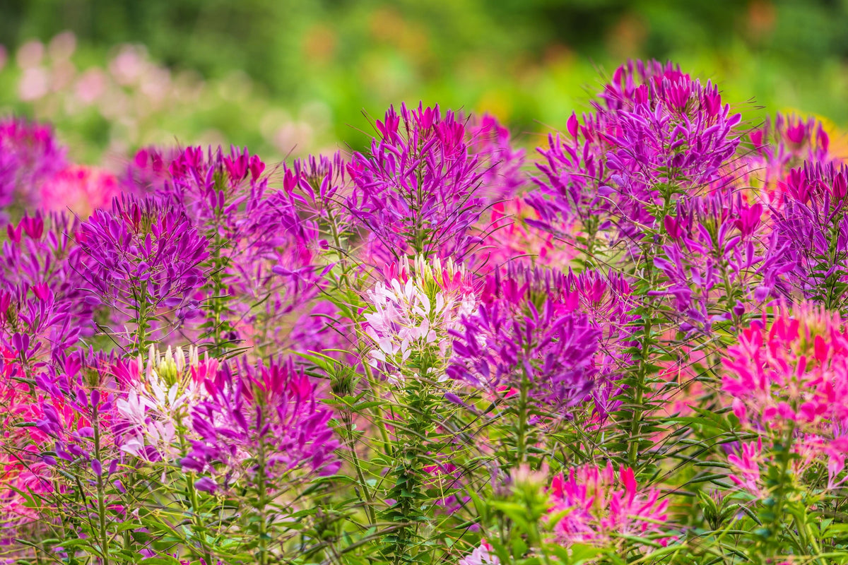 100 VIOLET QUEEN CLEOME Hassleriana Cleome Spinosa Purple Spider Flower Seeds