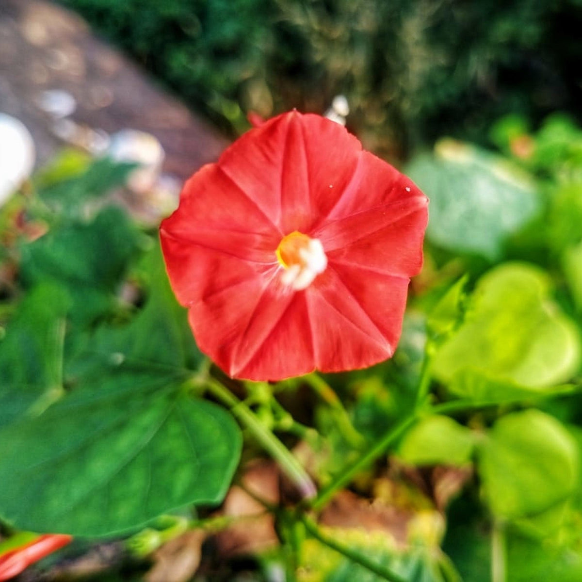 30 CARDINAL CLIMBER VINE Ipomea Quamoclit Red Flower Seeds