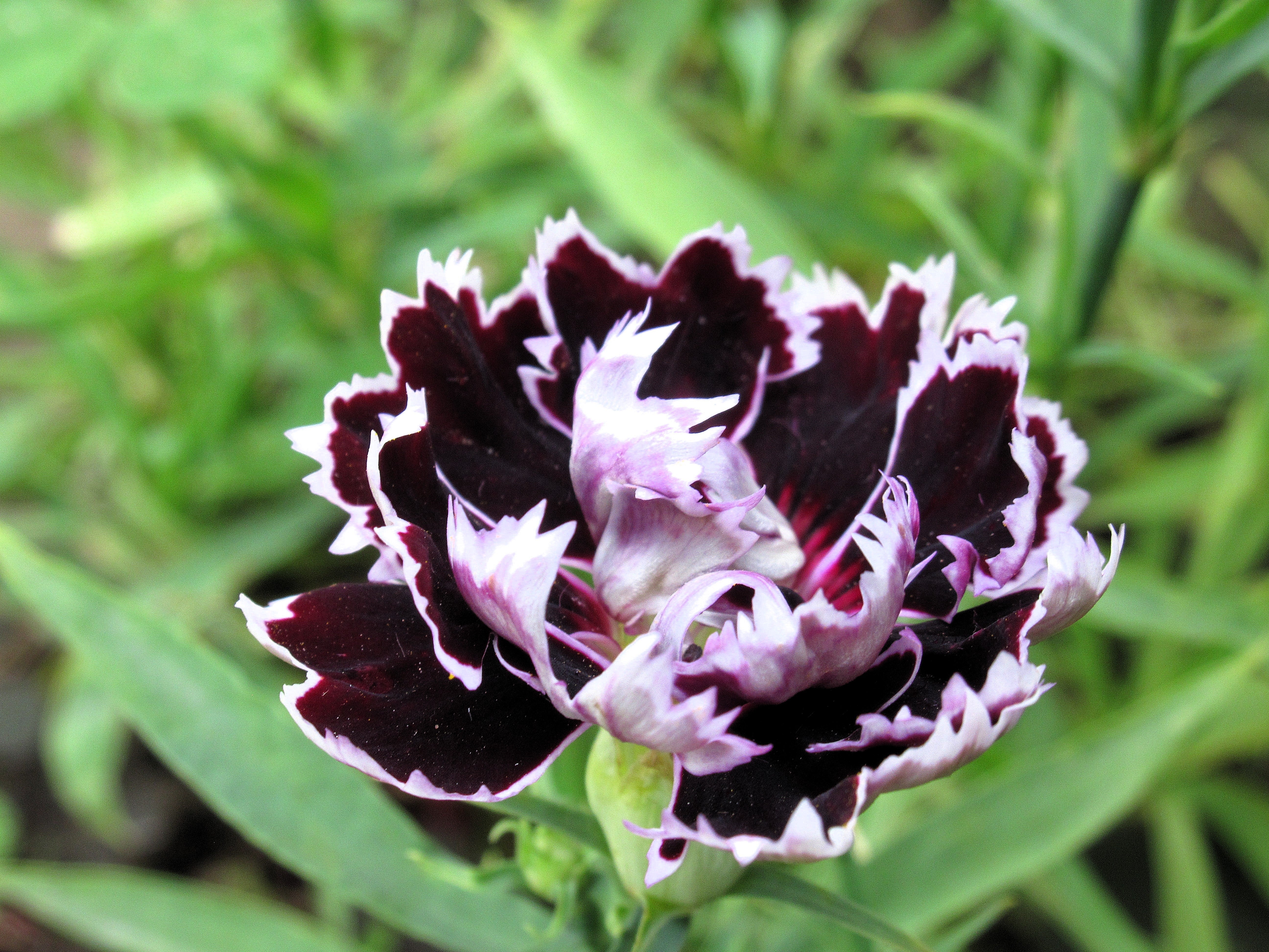 30 Black & White CHIANTI DIANTHUS Chinensis China Pink Flower Seeds