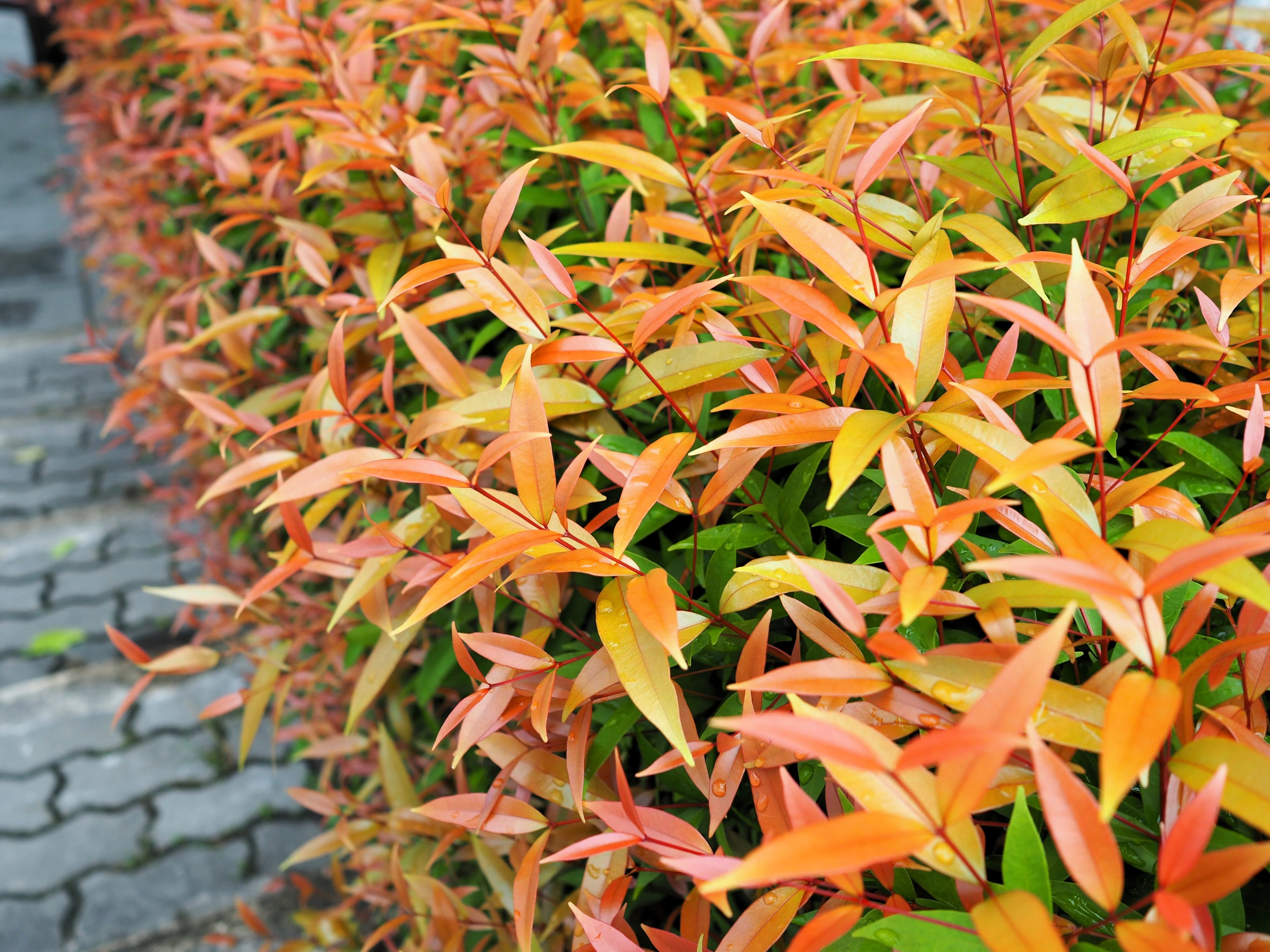 15 DWARF SACRED BAMBOO Heavenly Nandina Domestica Nana Pink Red Sun Shade Shrub Seeds