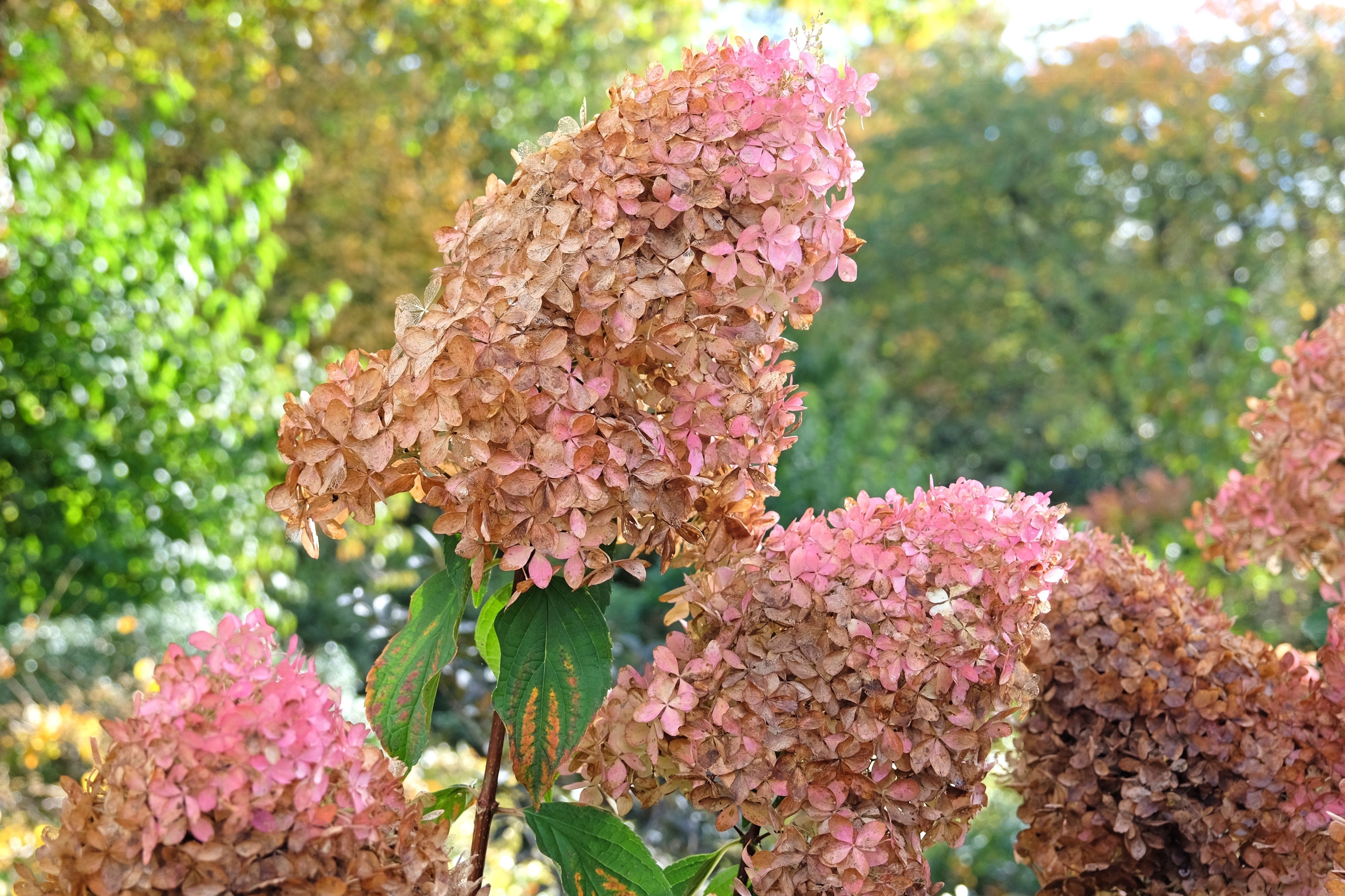 50 PEE GEE HYDRANGEA Paniculata Peegee Panicle White Pink Flower Shrub Seeds