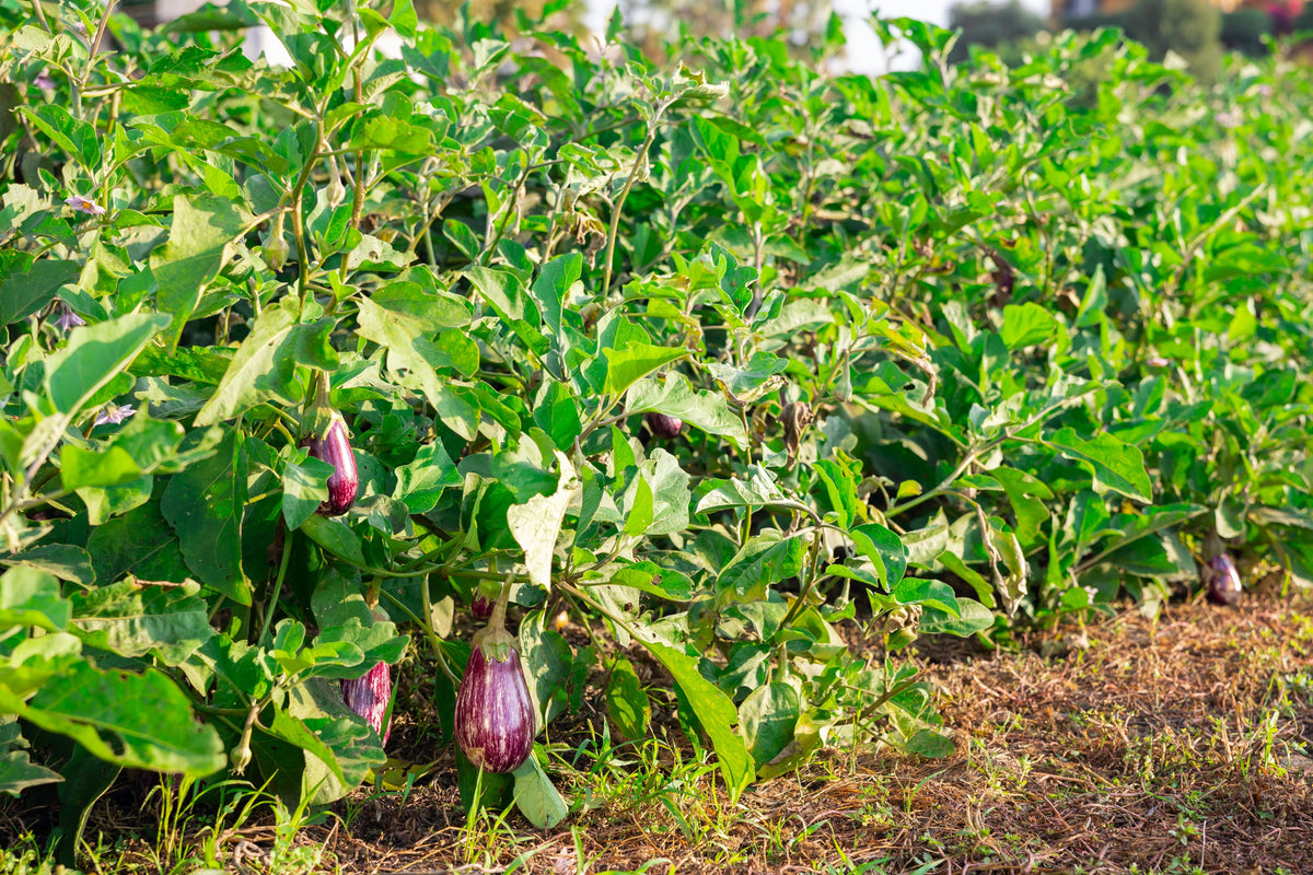 30 Pandora STRIPED ROSE EGGPLANT Solanum Melongena White Fruit Vegetable Seeds