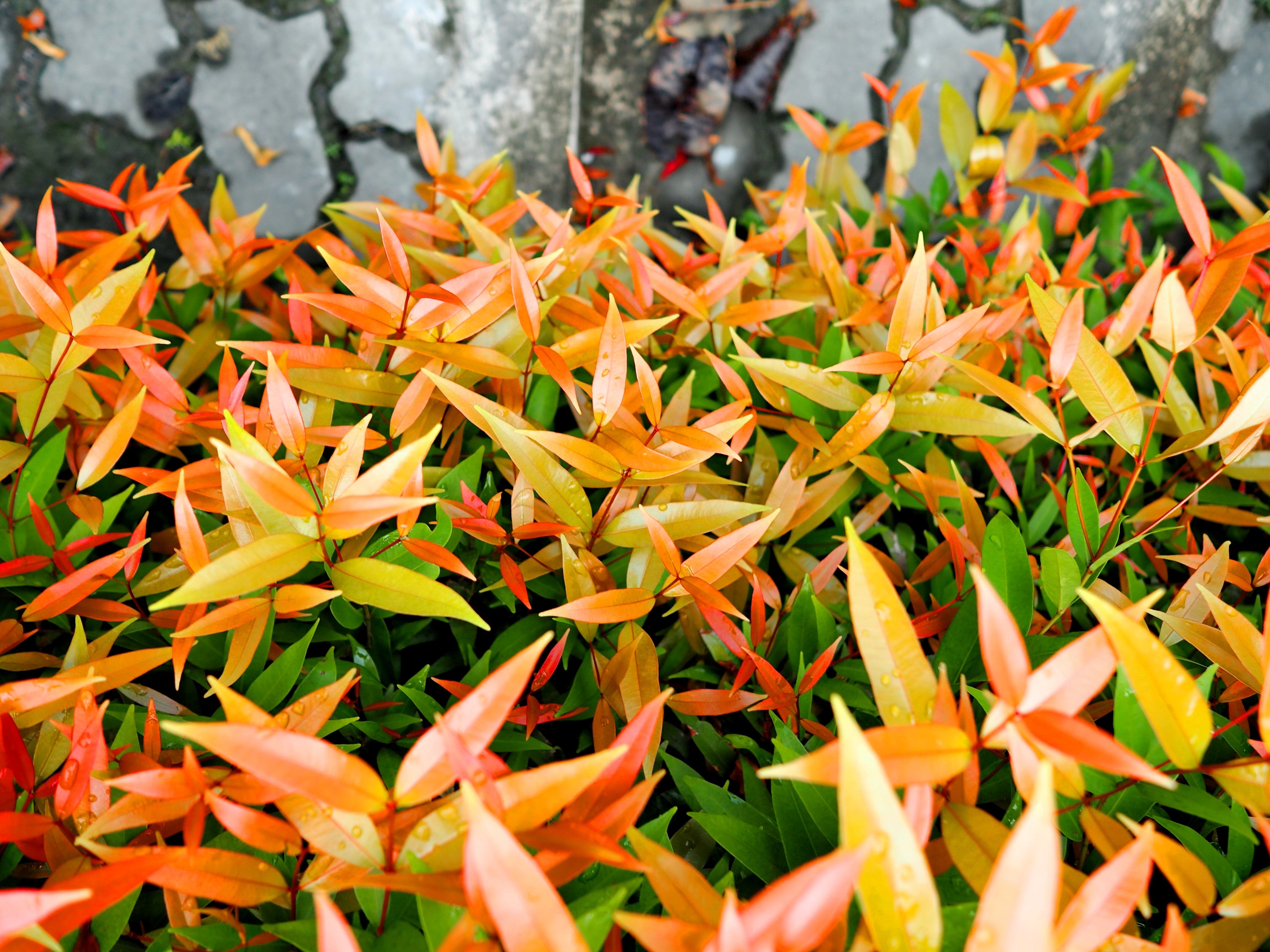 15 DWARF SACRED BAMBOO Heavenly Nandina Domestica Nana Pink Red Sun Shade Shrub Seeds