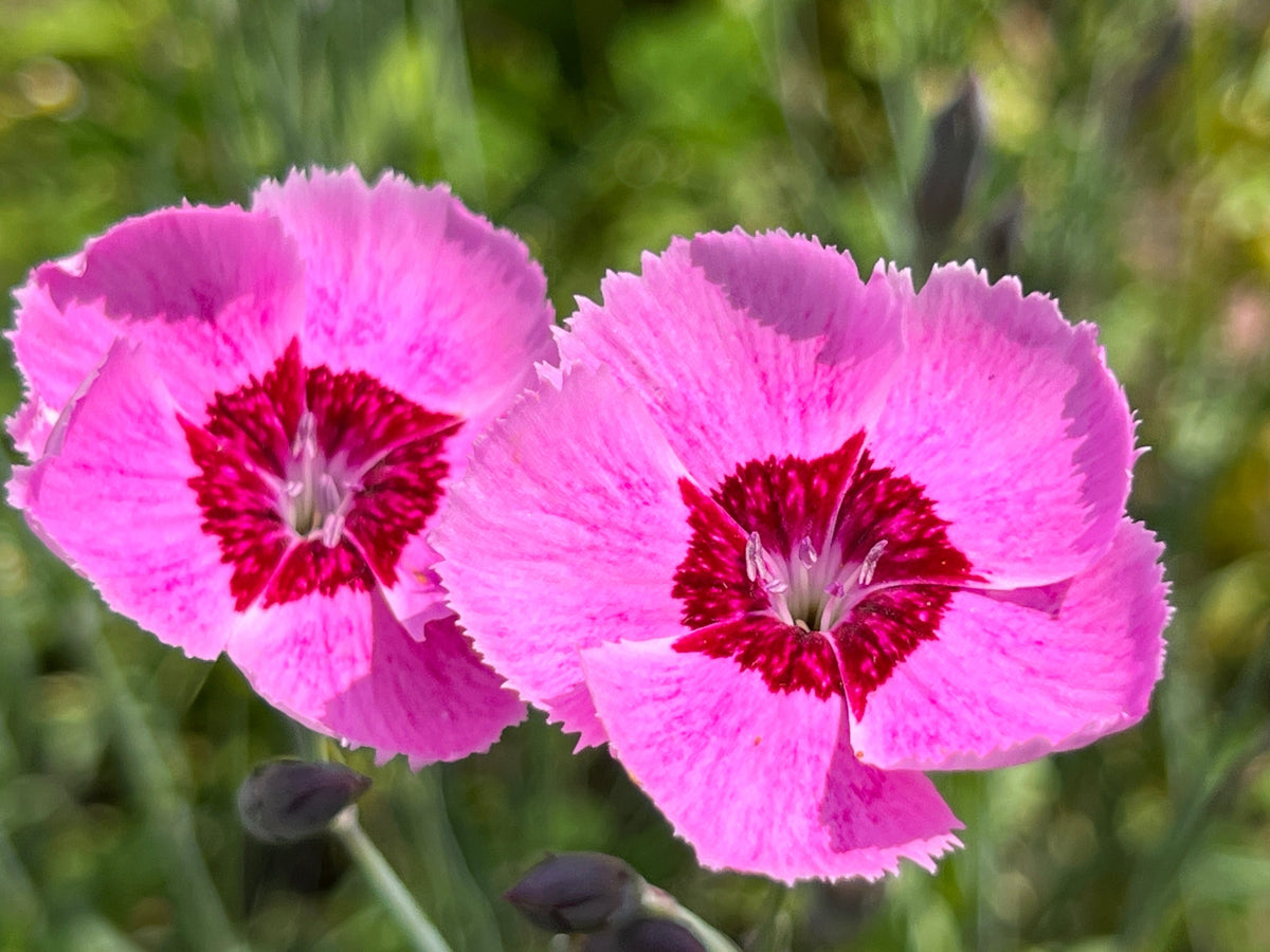 550 MAIDEN PINKS Mixed Colors Dianthus Deltoides Flower Seeds