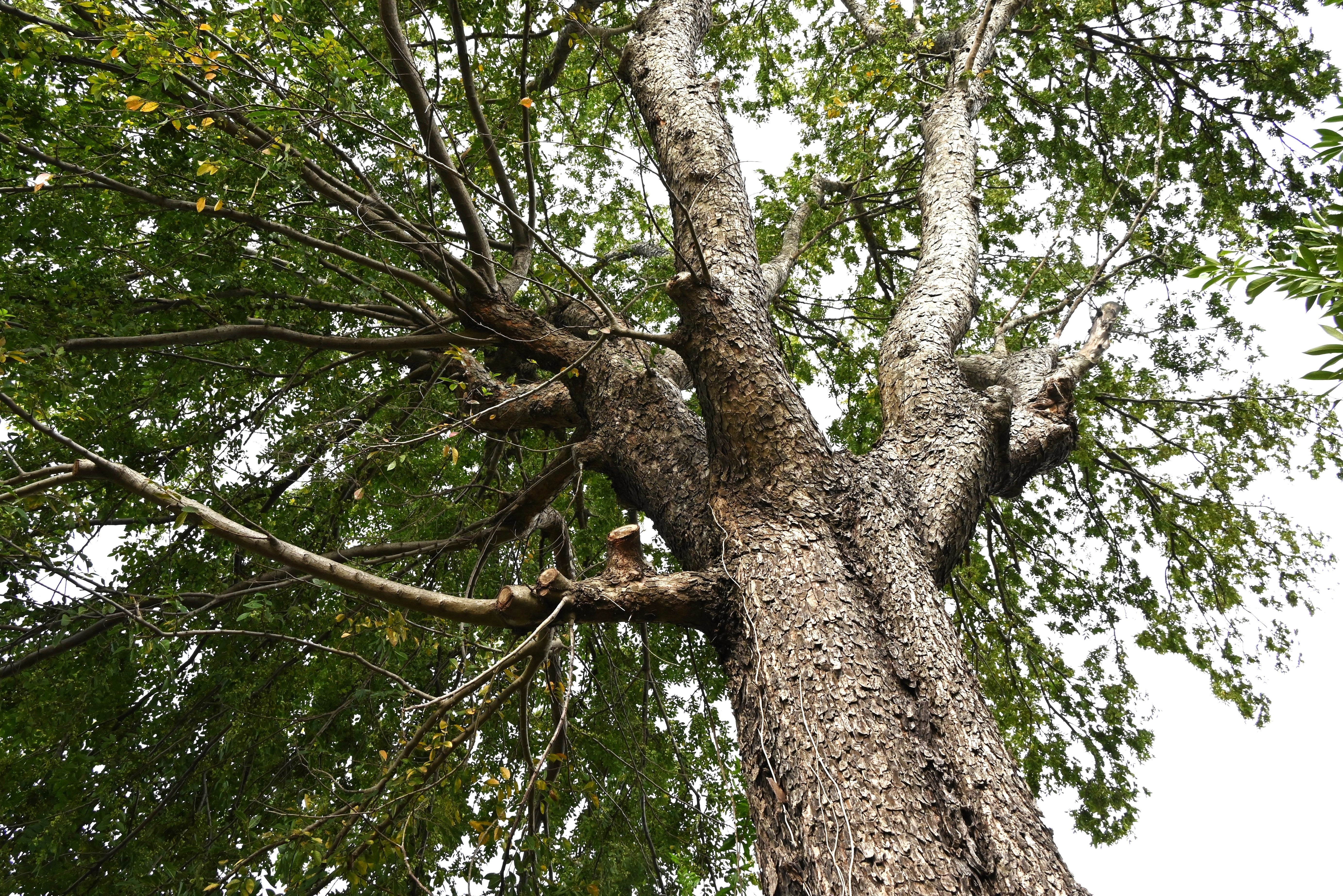50 CHINESE ELM TREE (Lacebark) Ulmus Parvifolia Seeds