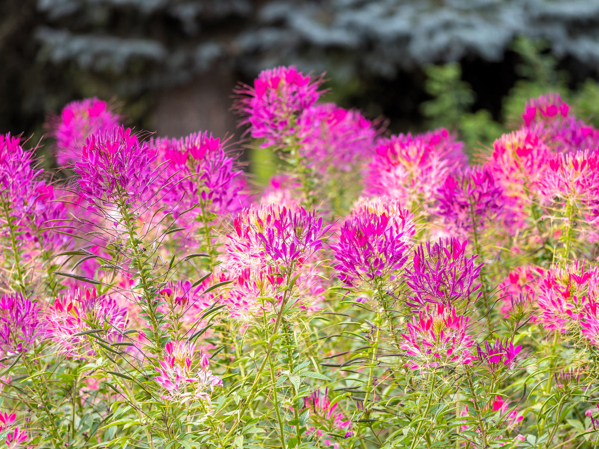 200 MAUVE QUEEN CLEOME Spinosa Hassleriana Purple Pink Spider Flower Seeds