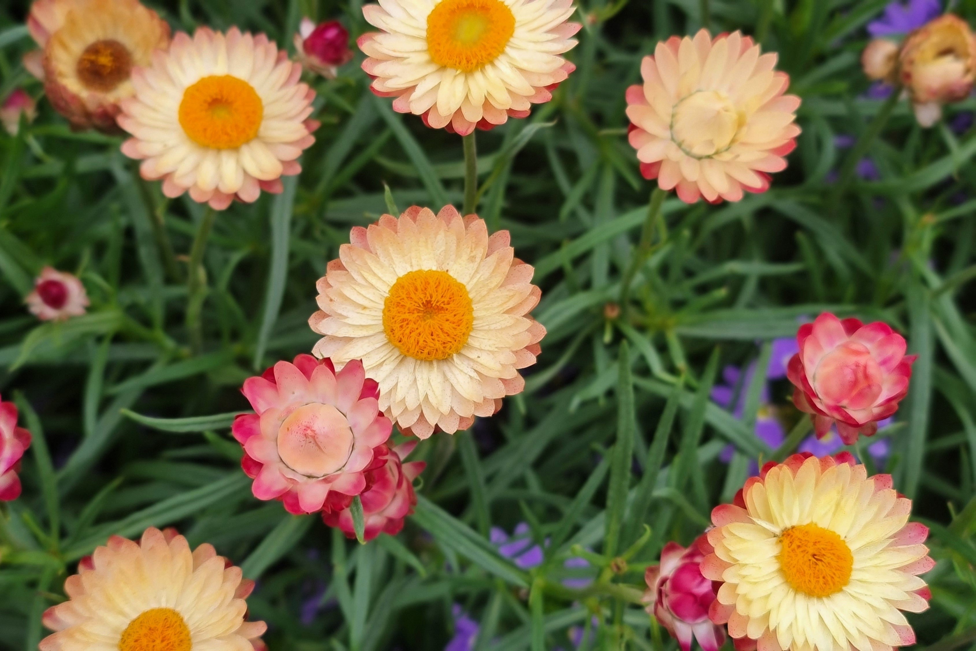 100 APRICOT & PEACH STRAWFLOWER Organic Mix Coral Paper Daisy Helichrysum Bracteatum Flower Seeds