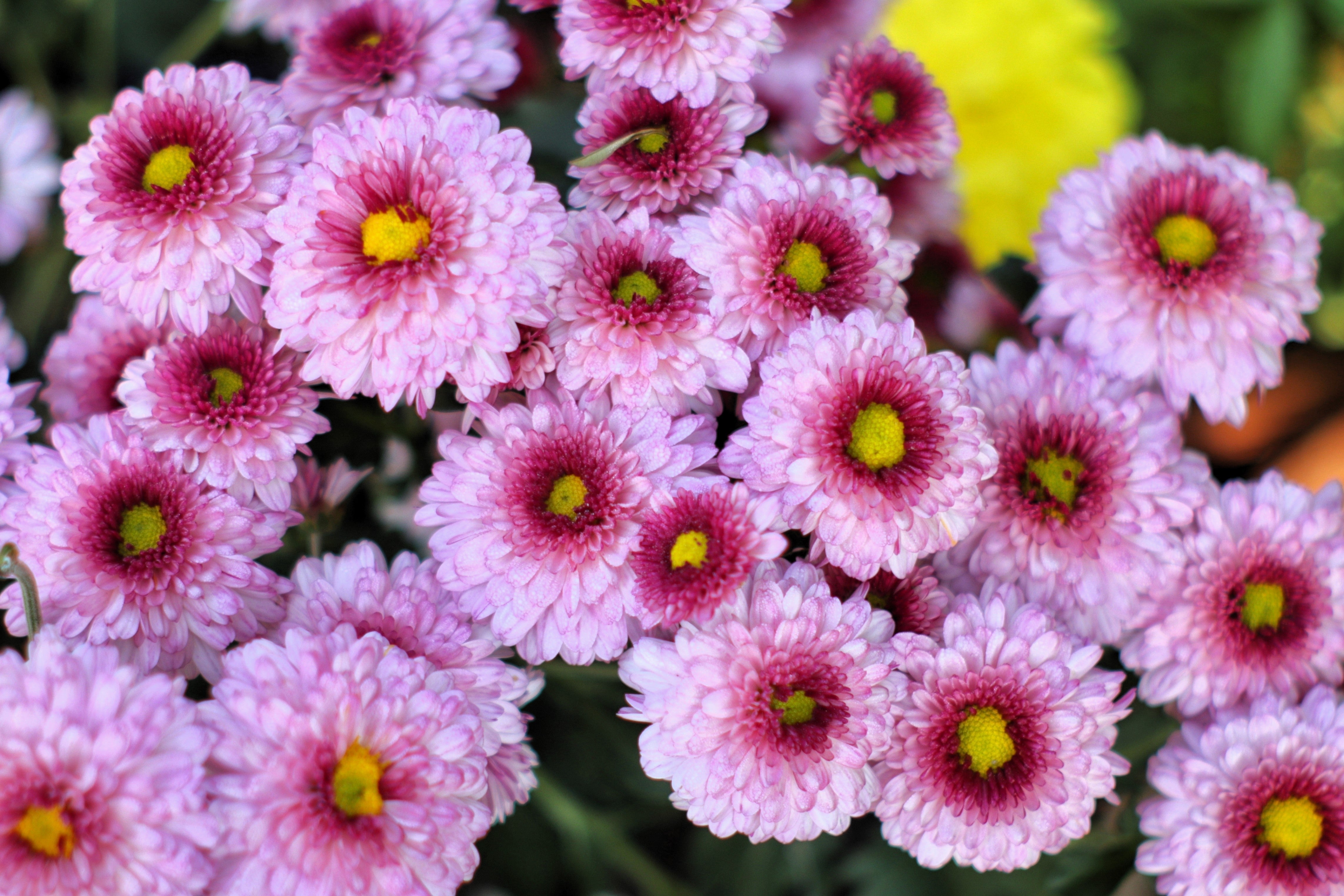 50 Tricolor DOUBLE PAINTED DAISY Chrysanthemum Carinatum Tanacetum Dunetti Mixed Colors Flower Seeds