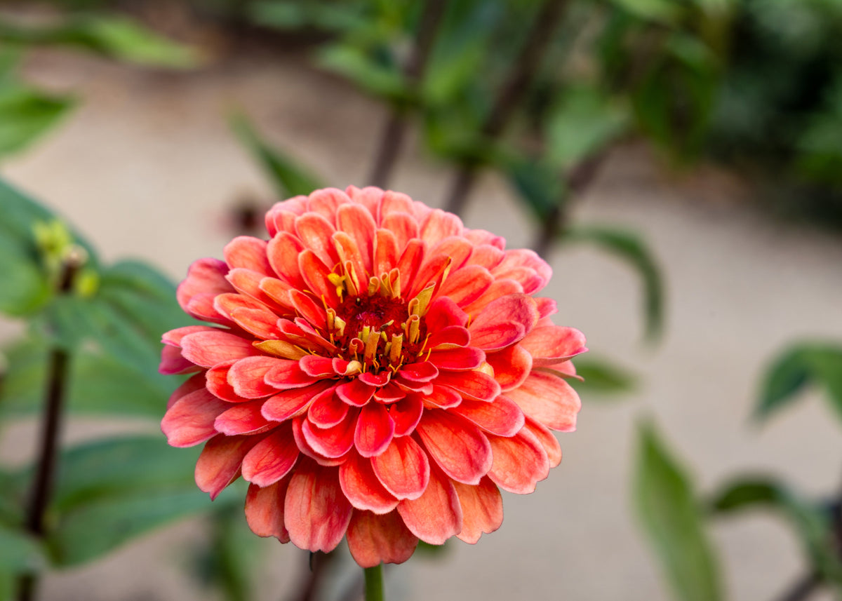 250 SALMON QUEEN ZINNIA Elegans California Giant Double Flower Seeds