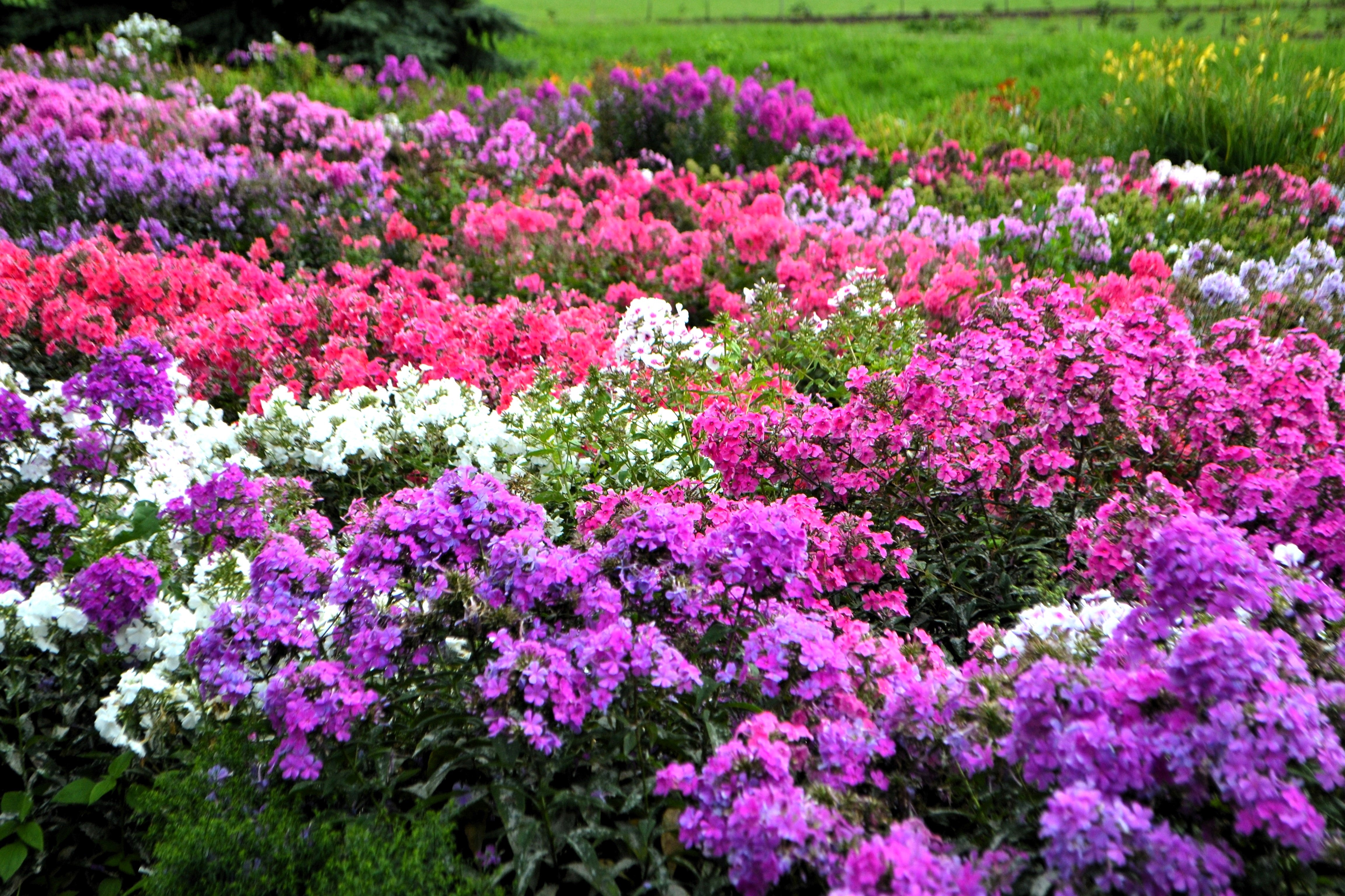 10 TALL GARDEN PHLOX Paniculata Mixed Colors 'New Hybrids Mix' Flower ...