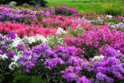10 TALL GARDEN PHLOX Paniculata Mixed Colors 'New Hybrids Mix' Flower Seeds