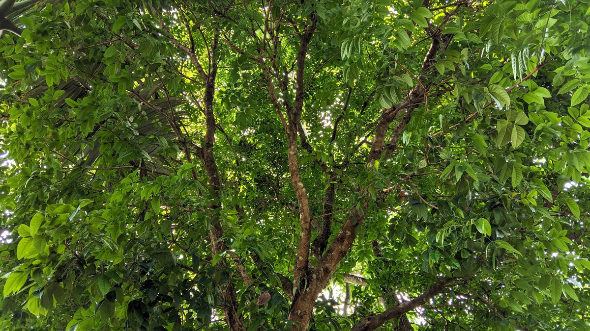 5 TRUE MAHOGANY TREE Honduran Big Leaf Sky Fruit Swietenia Macrophylla Seeds