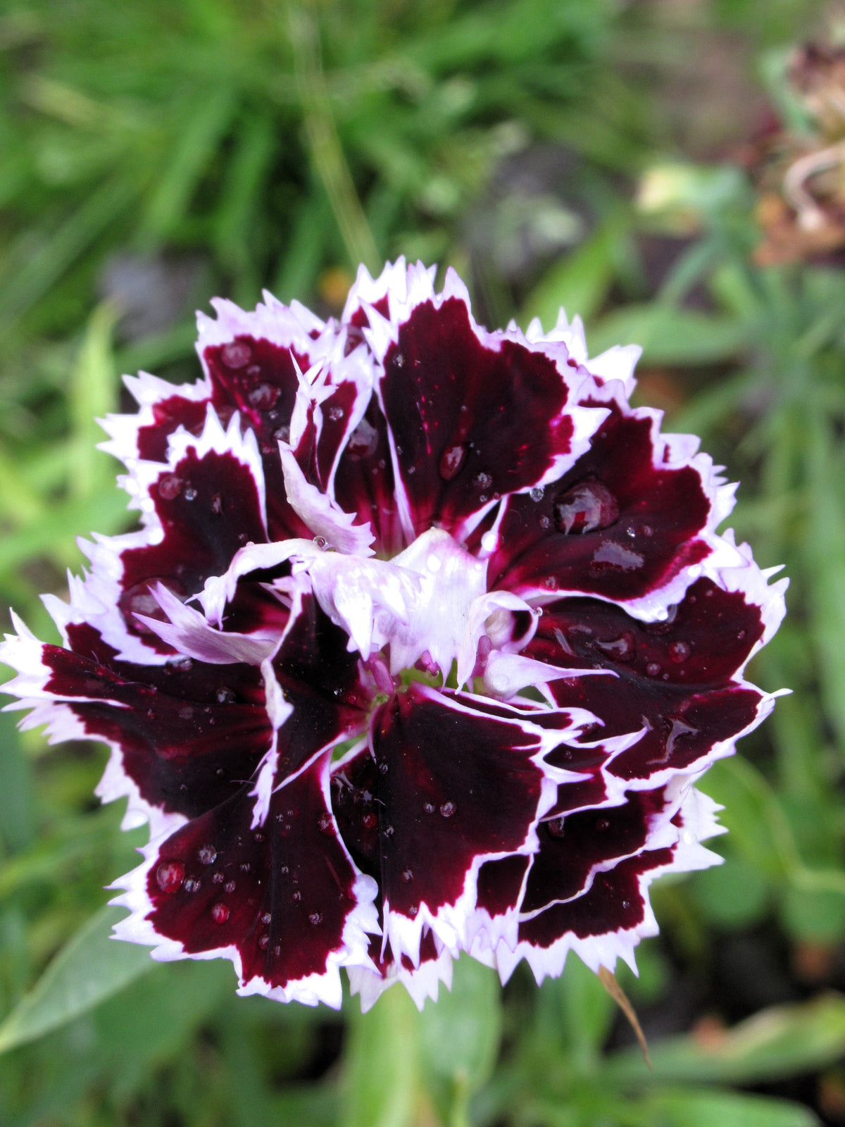 30 Black & White CHIANTI DIANTHUS Chinensis China Pink Flower Seeds