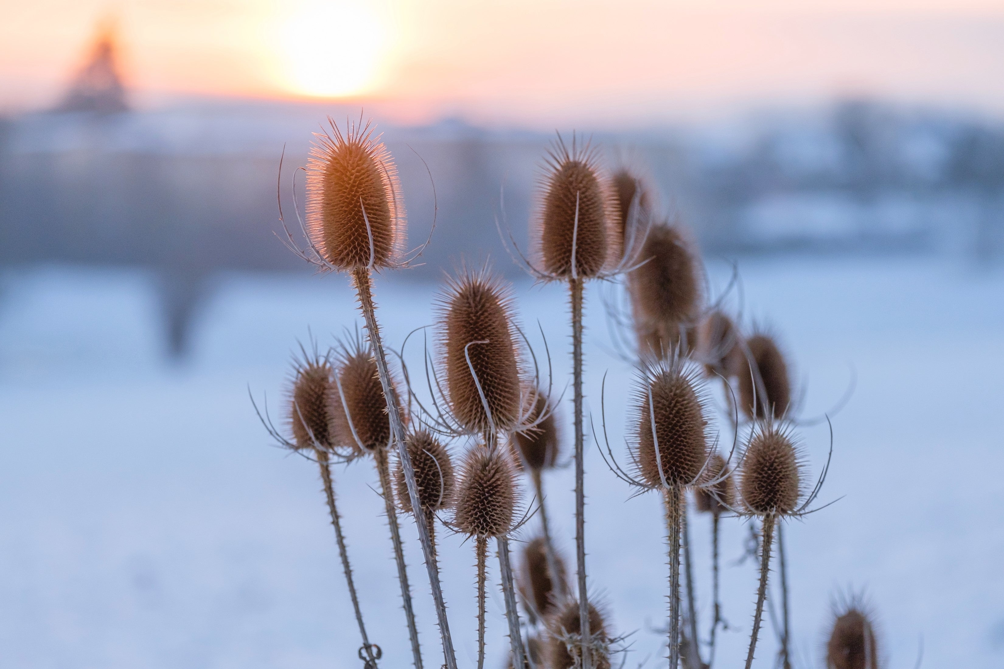 75 FULLERS TEASEL Indian Teasel Dipsacus Sativus White Flower Herb Seeds
