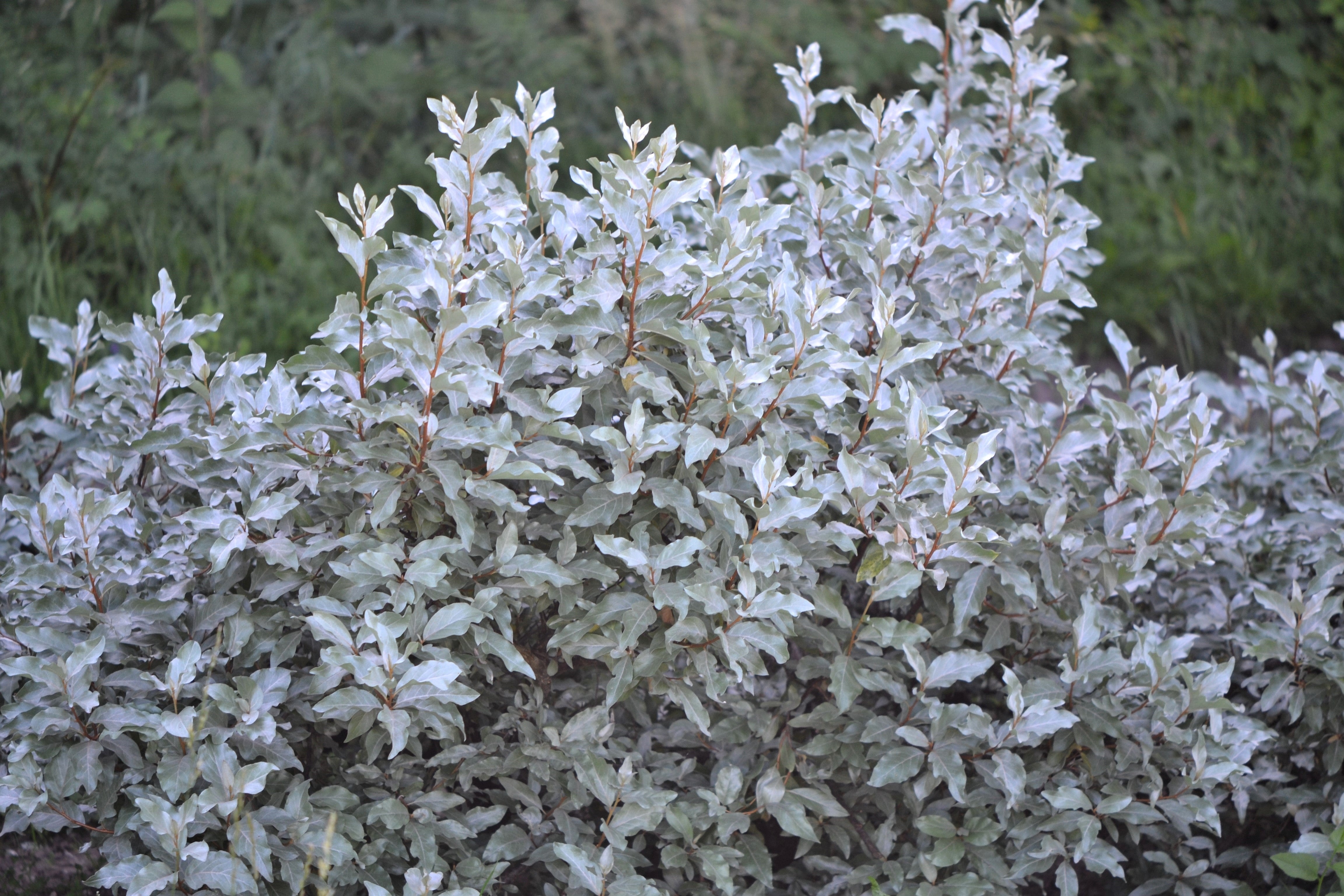 10 AMERICAN SILVERBERRY Elaeagnus Commutata aka Wolf Willow Wolfberry Wild Olive Berry Fruit Shrub Seeds