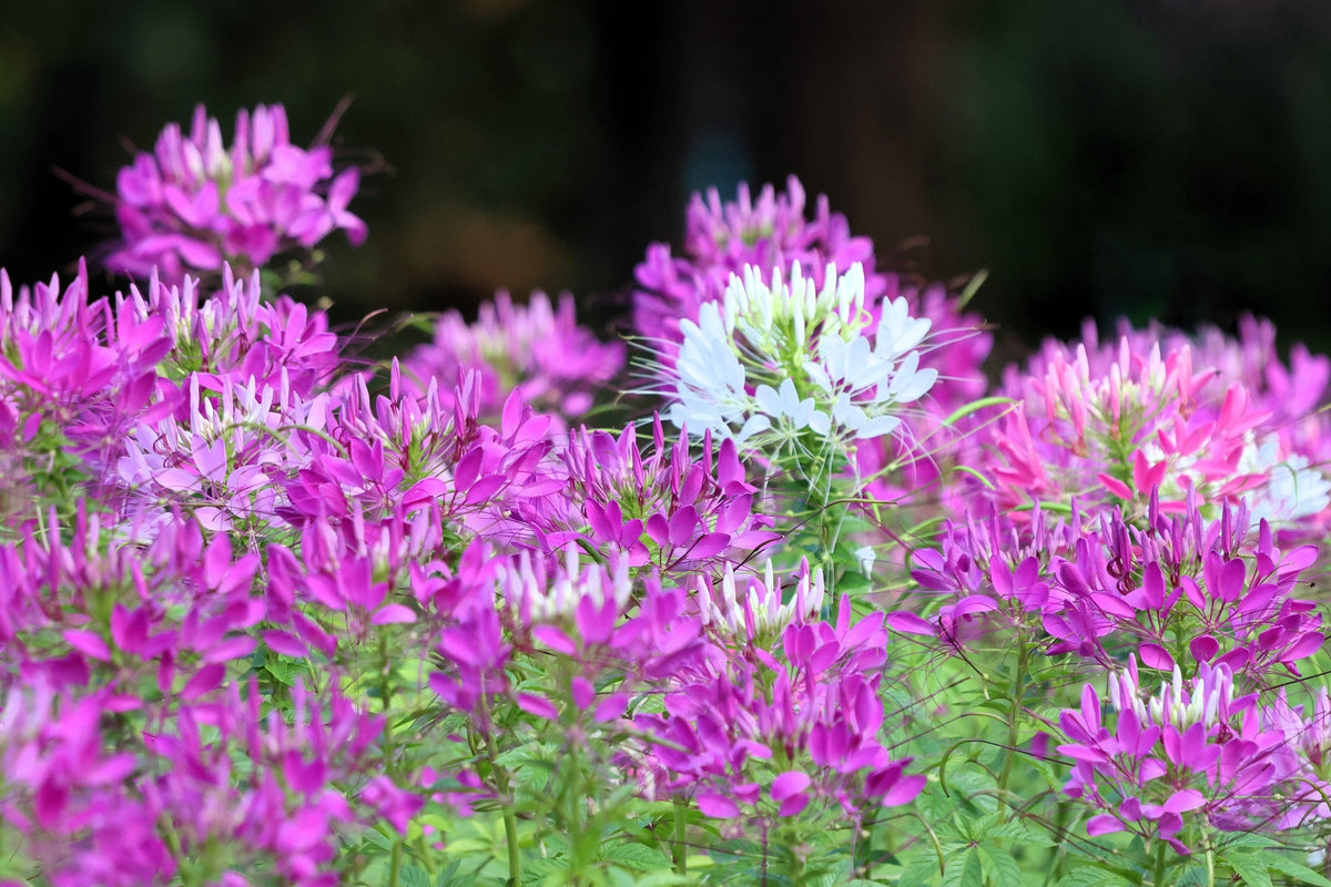 100 VIOLET QUEEN CLEOME Hassleriana Cleome Spinosa Purple Spider Flower Seeds