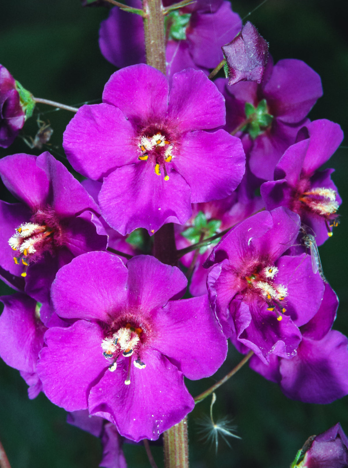 100 MIXED COLORS VERBASCUM Verbascum Phoeniceum Flower Seeds