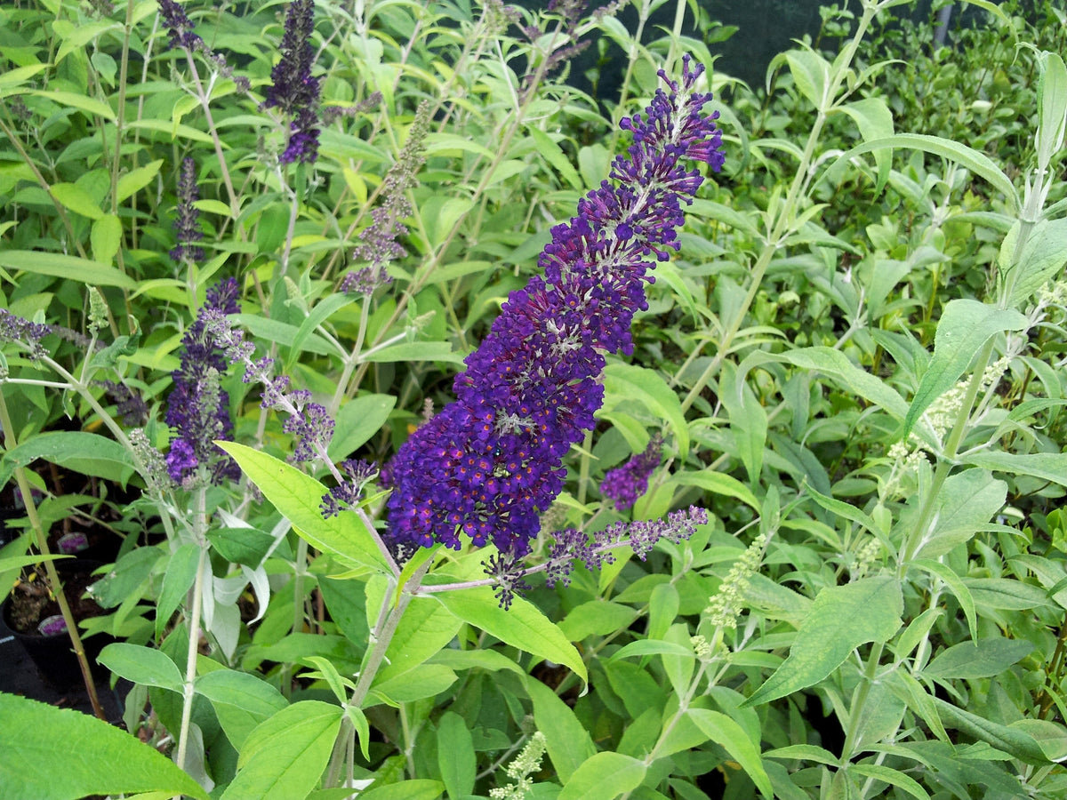 50 Dark PURPLE BUTTERFLY BUSH Buddleja Davidii Hummingbird Shrub Fragrant Flower Seeds