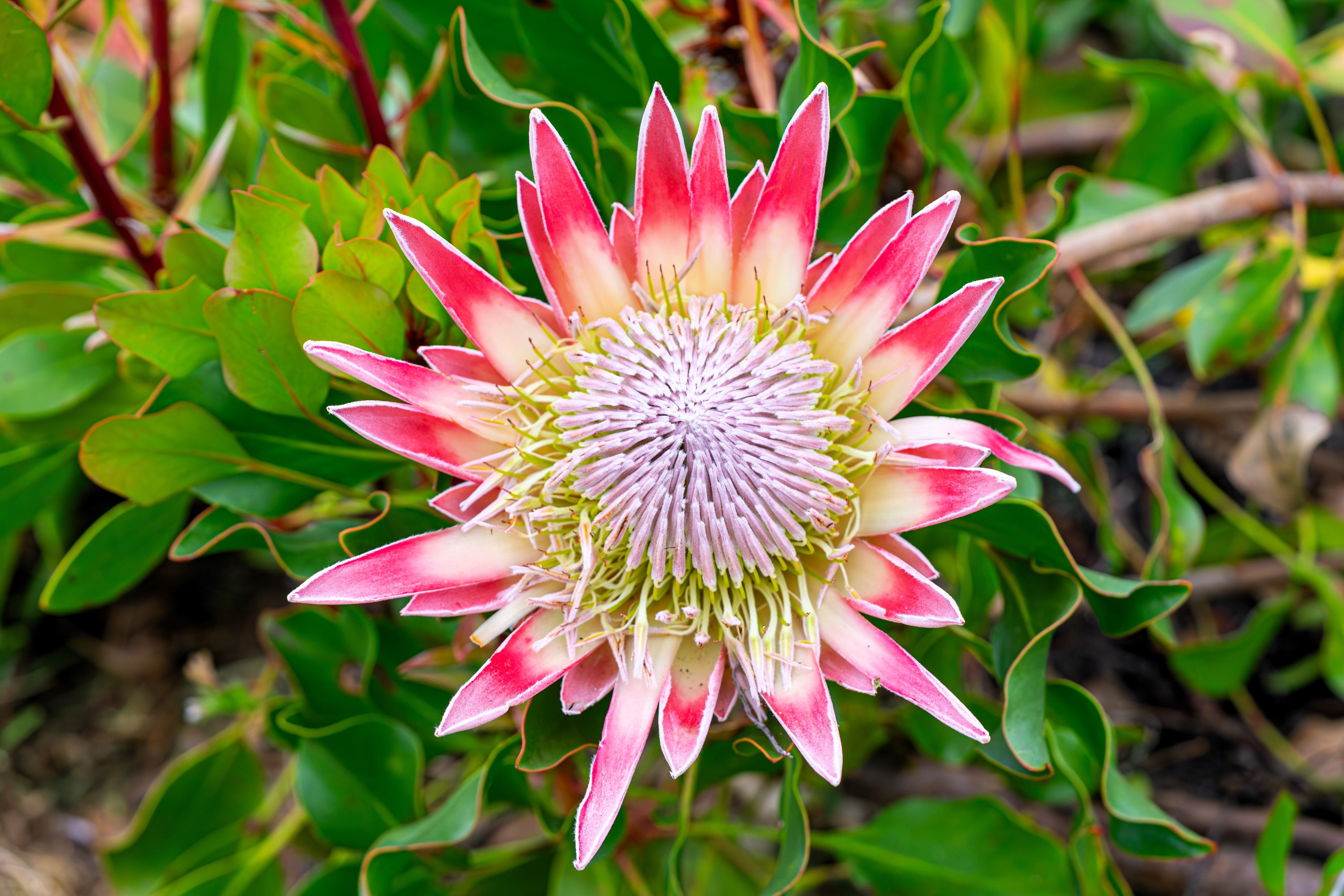5 Giant KING PROTEA Cynaroides Sugarbush Rare 12" Flower Seeds