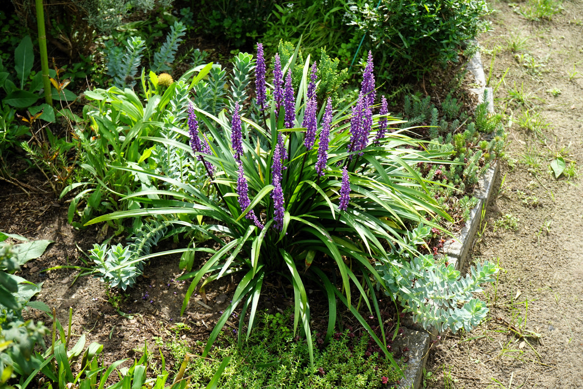 5 LILYTURF Liriope Muscari aka Big Blue Lily Turf / Monkey Grass Flower Seeds
