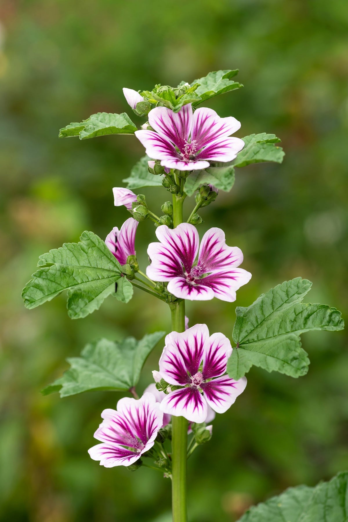 20 ZEBRA MALLOW Malva sylvestris var. Zebrina Flower Seeds