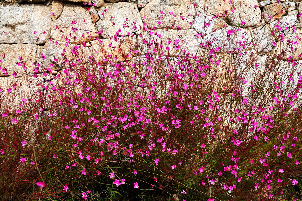 100 Pink GAURA WHIRLING BUTTERFLIES Gaura Biennis Flower Seeds
