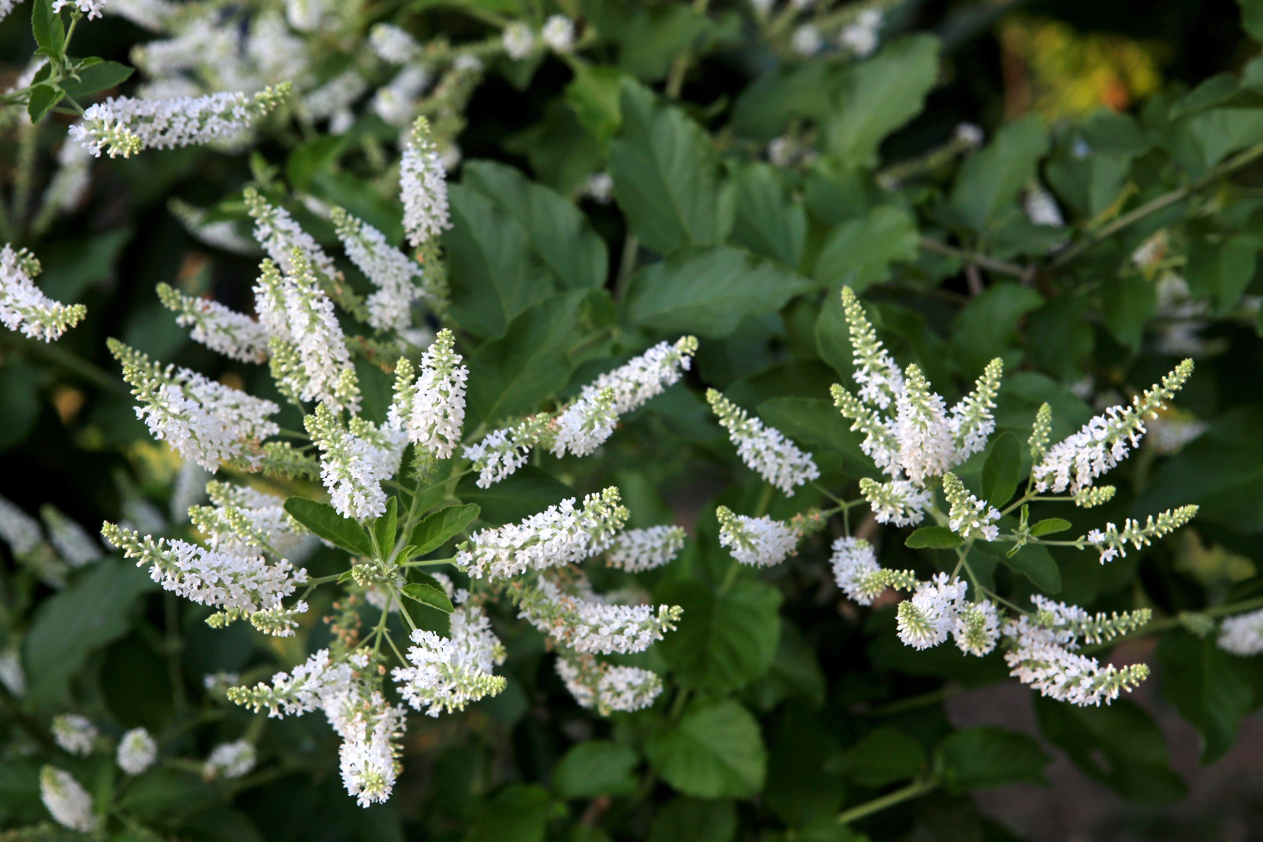 50 WHITE BUTTERFLY BUSH Buddleja Davidii Flower Seeds
